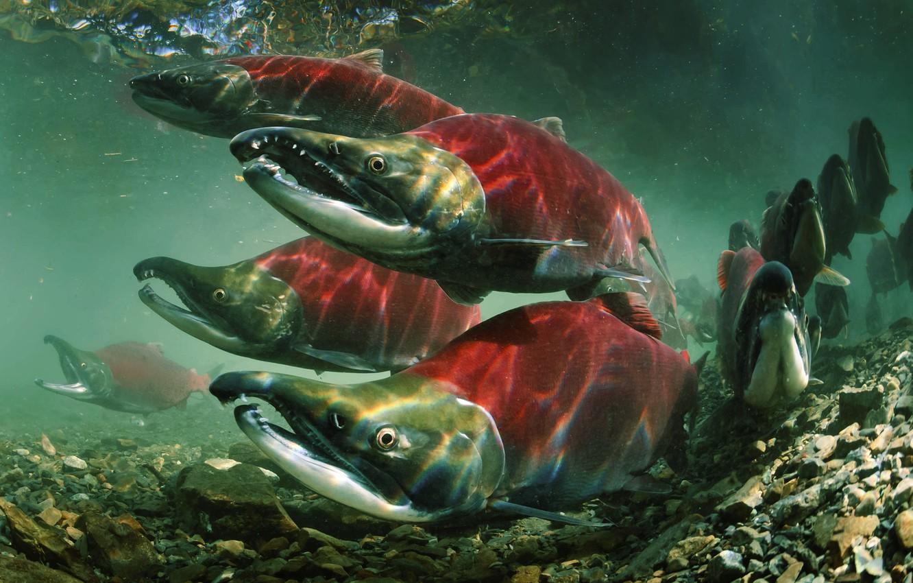 Wallpapers Fish, Oncorhynchus nerka, Salmon, Sockeye