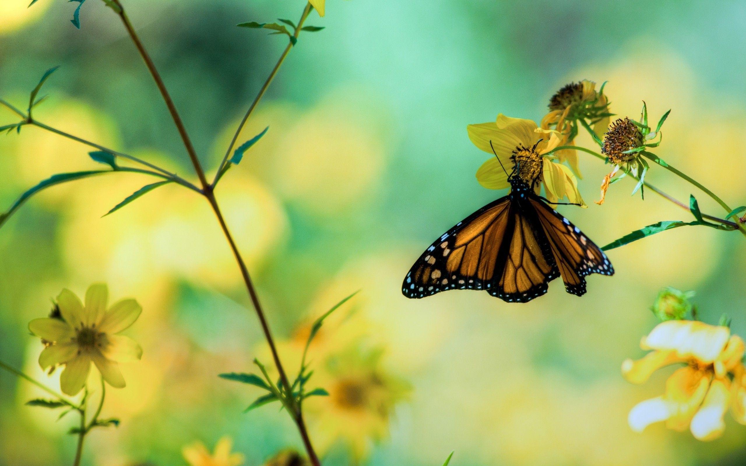 Butterfly Wallpapers 53