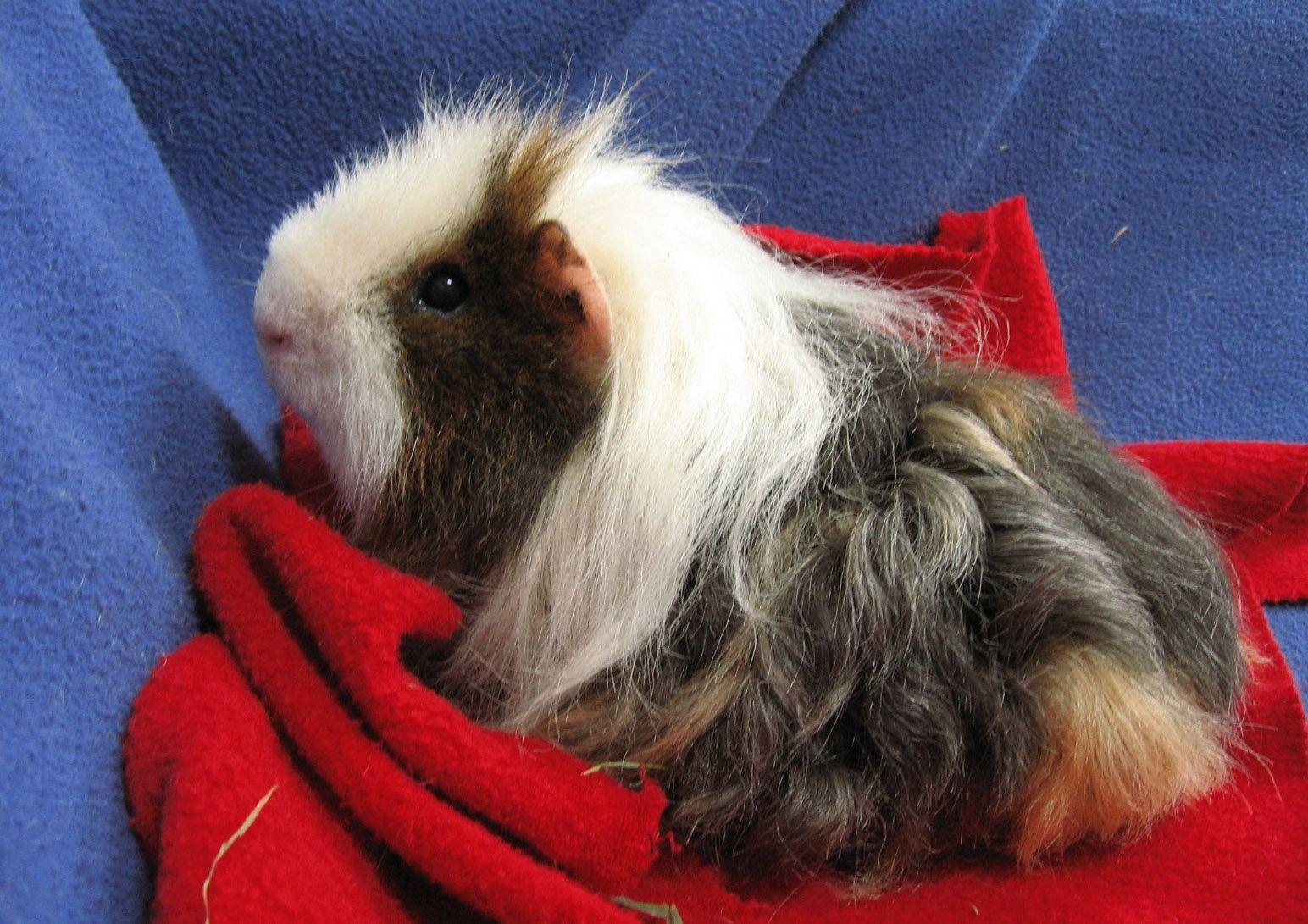 Pictures HD Wallpapers Guenia Pig Wallpapers Guinea Pig 1024×768