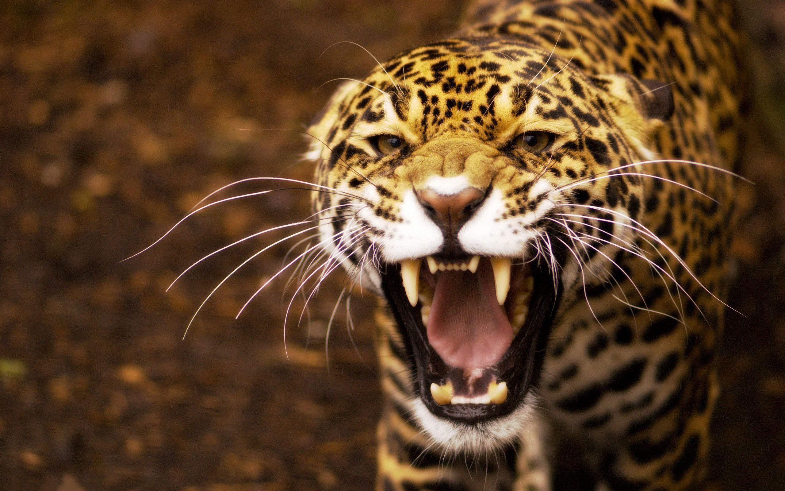 24 Jaguar Wallpapers Download