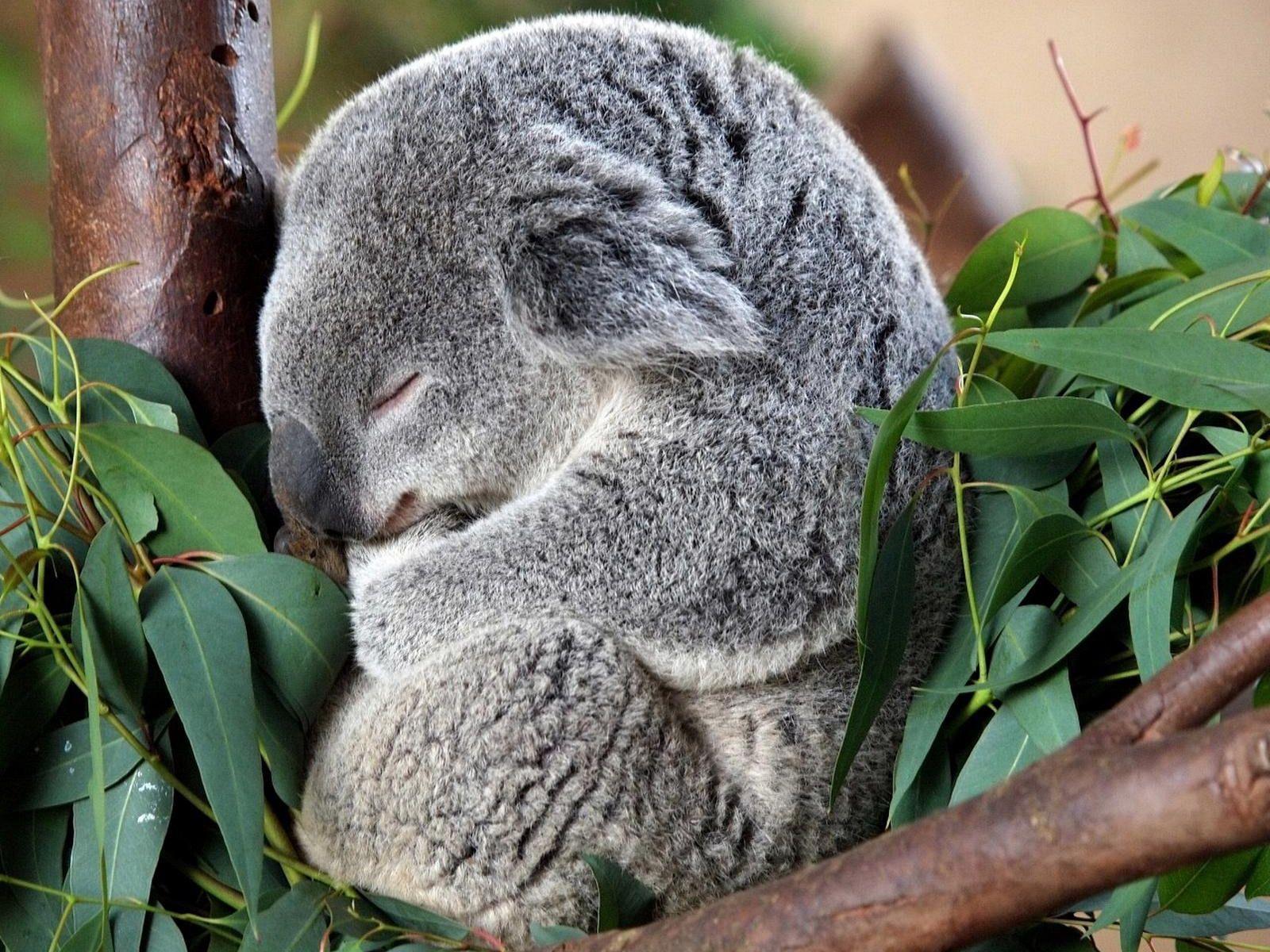 Best 65+ Koala Wallpapers on HipWallpapers