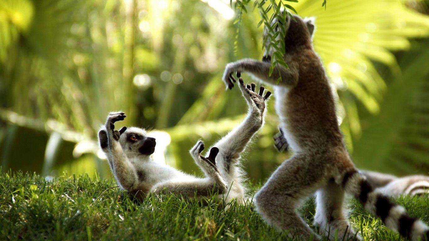 Ring Tailed Lemurs HD Wallpapers