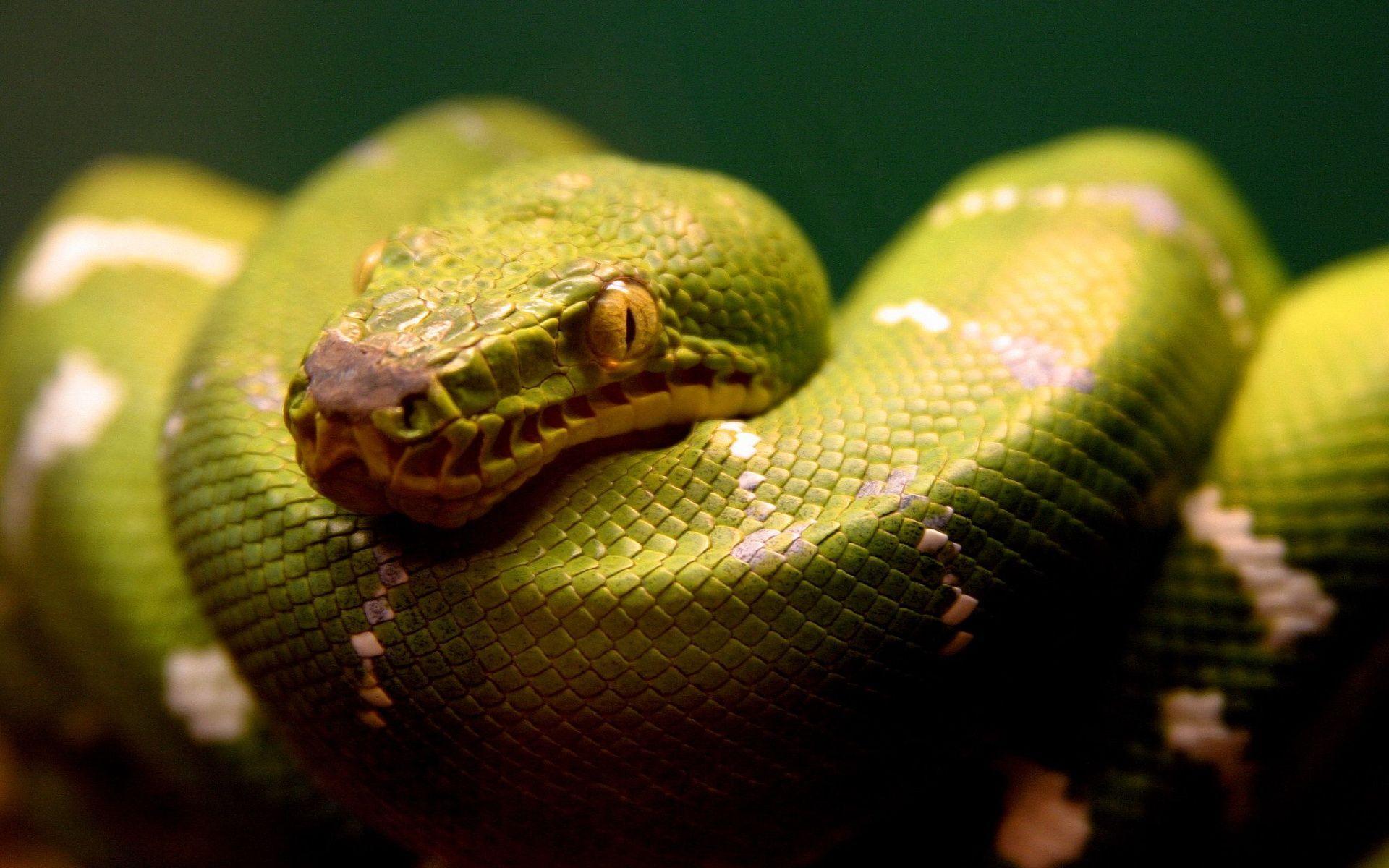 green snake Wallpapers