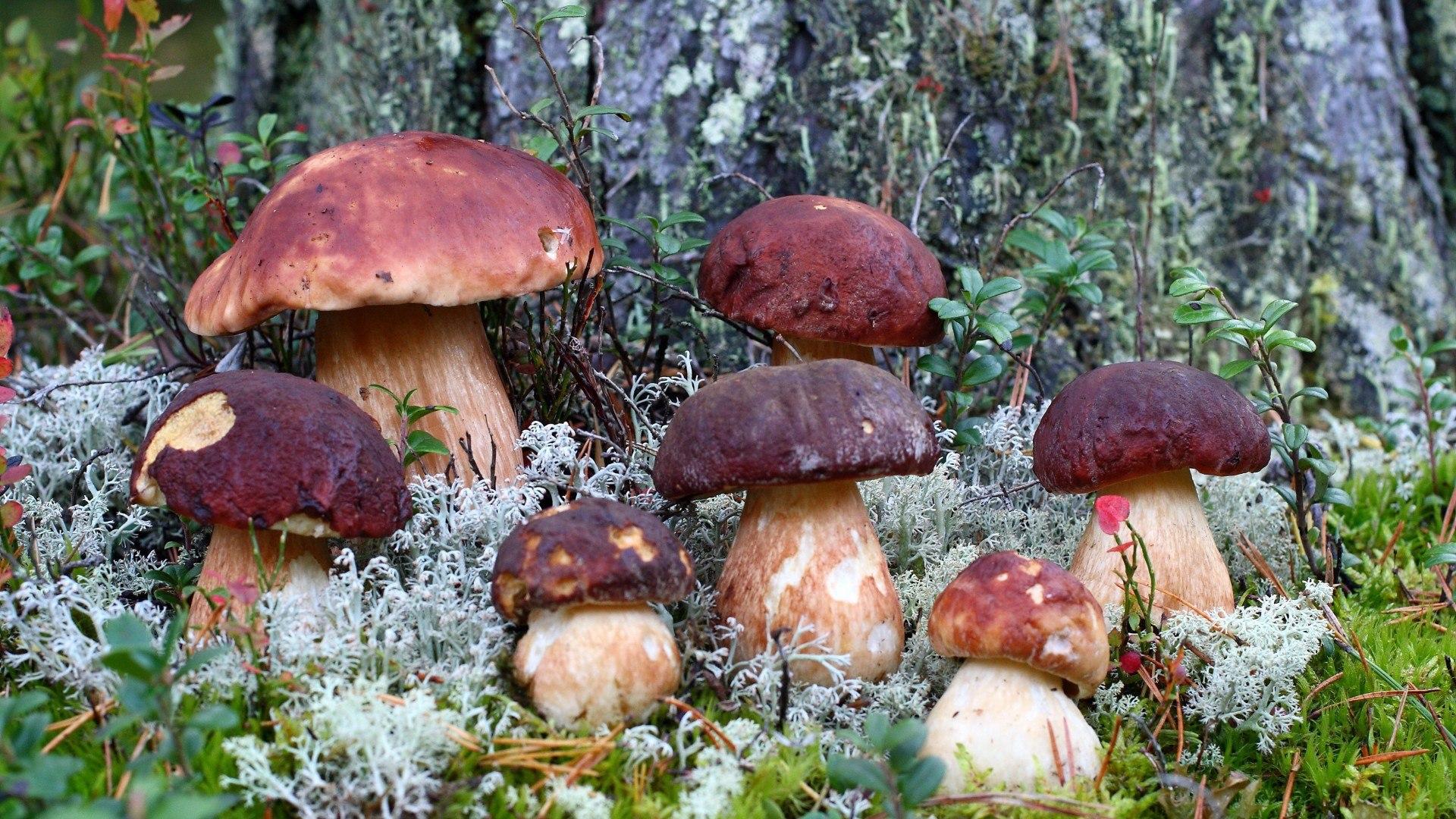 Family porcini mushrooms wallpapers and image