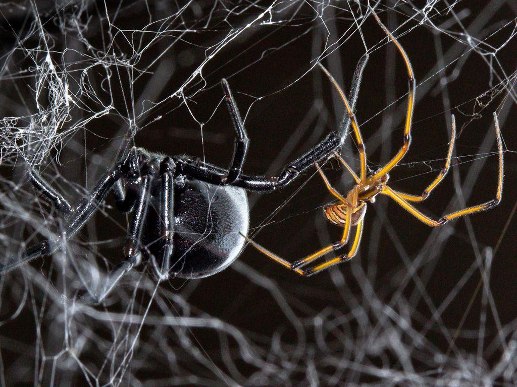 This is a blog about spiders!