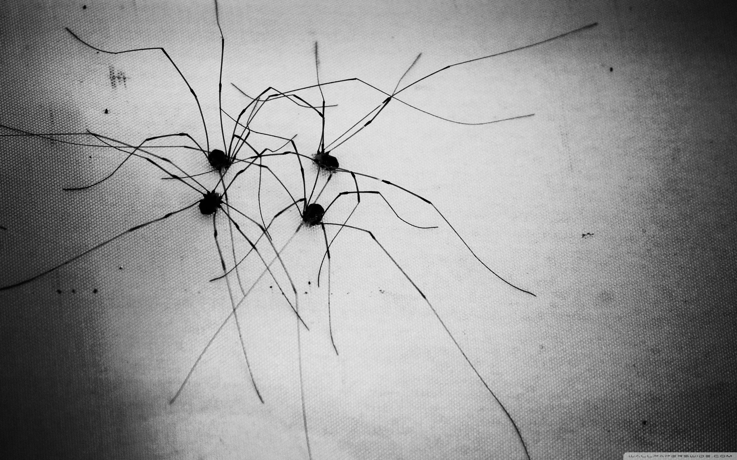 Granddaddy Longlegs Ultra HD Desktop Backgrounds Wallpapers