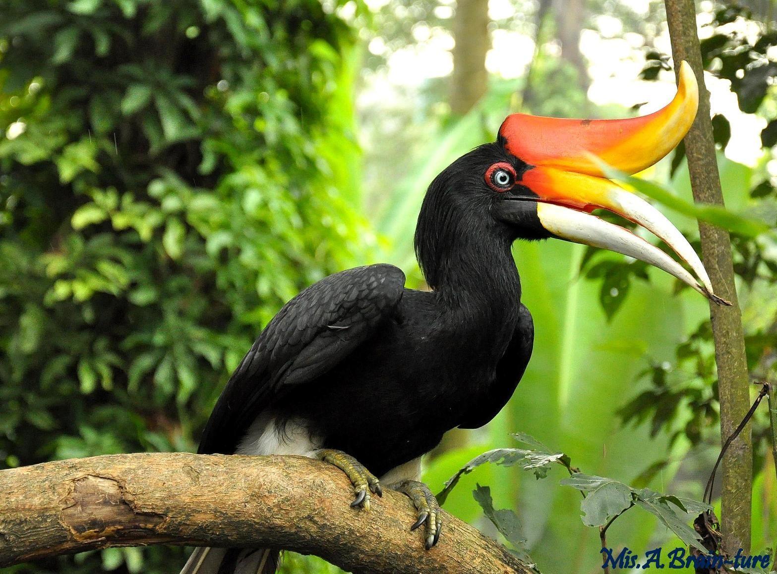 The Rhinoceros Hornbill