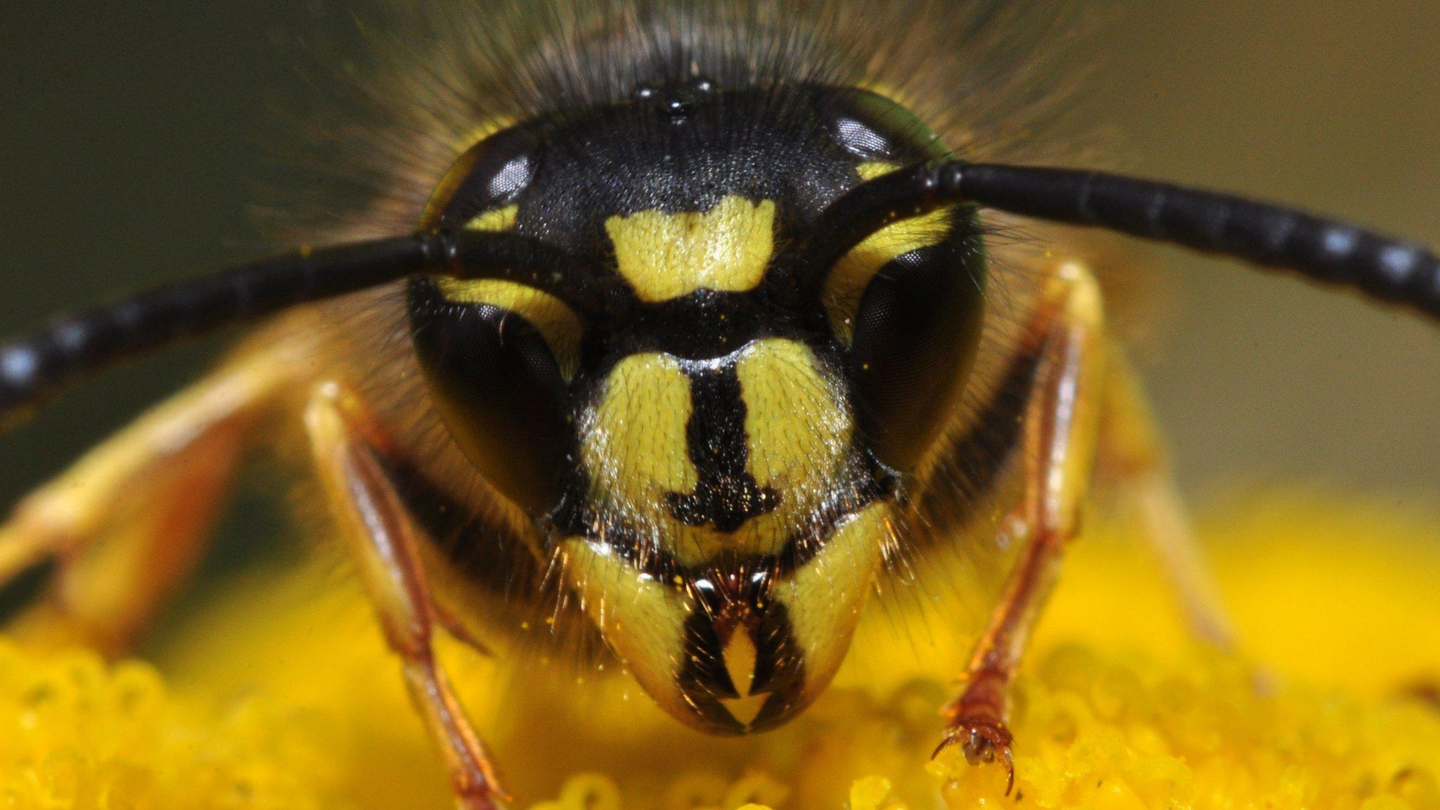 What’s the difference between wasps, bees and hornets