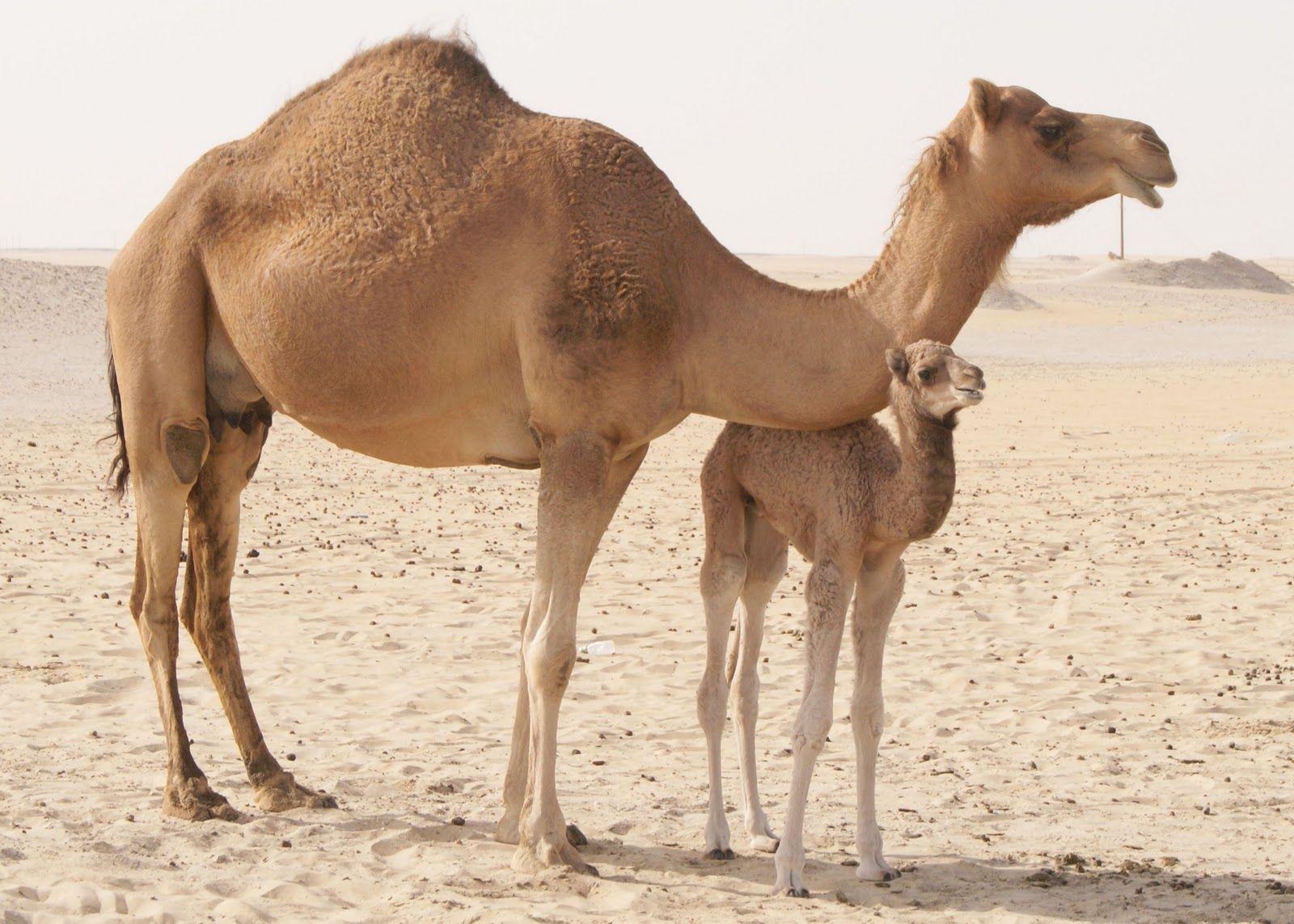 Camels