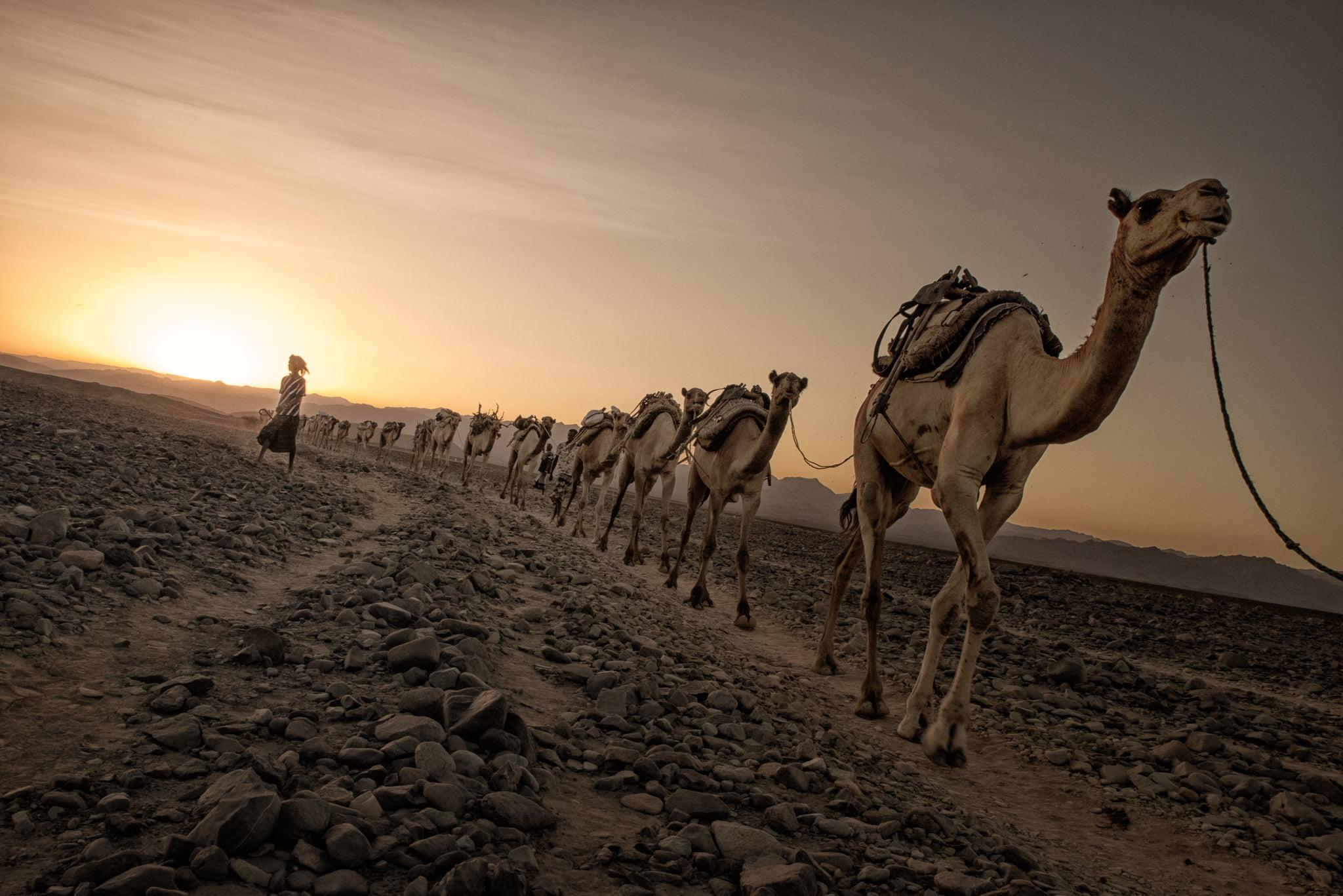 Photo of camels walking on dirt road HD wallpapers