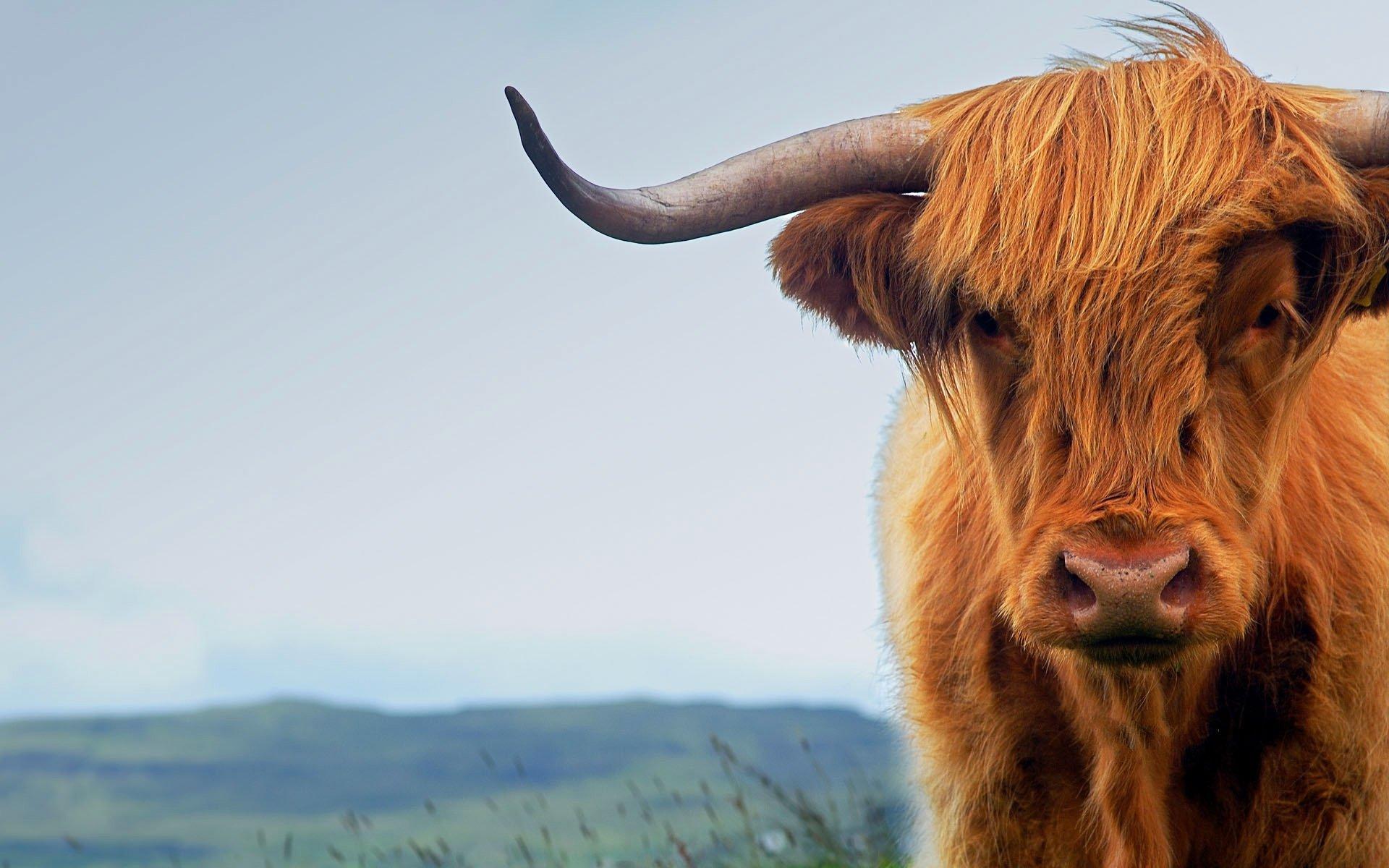 6 Highland Cattle HD Wallpapers