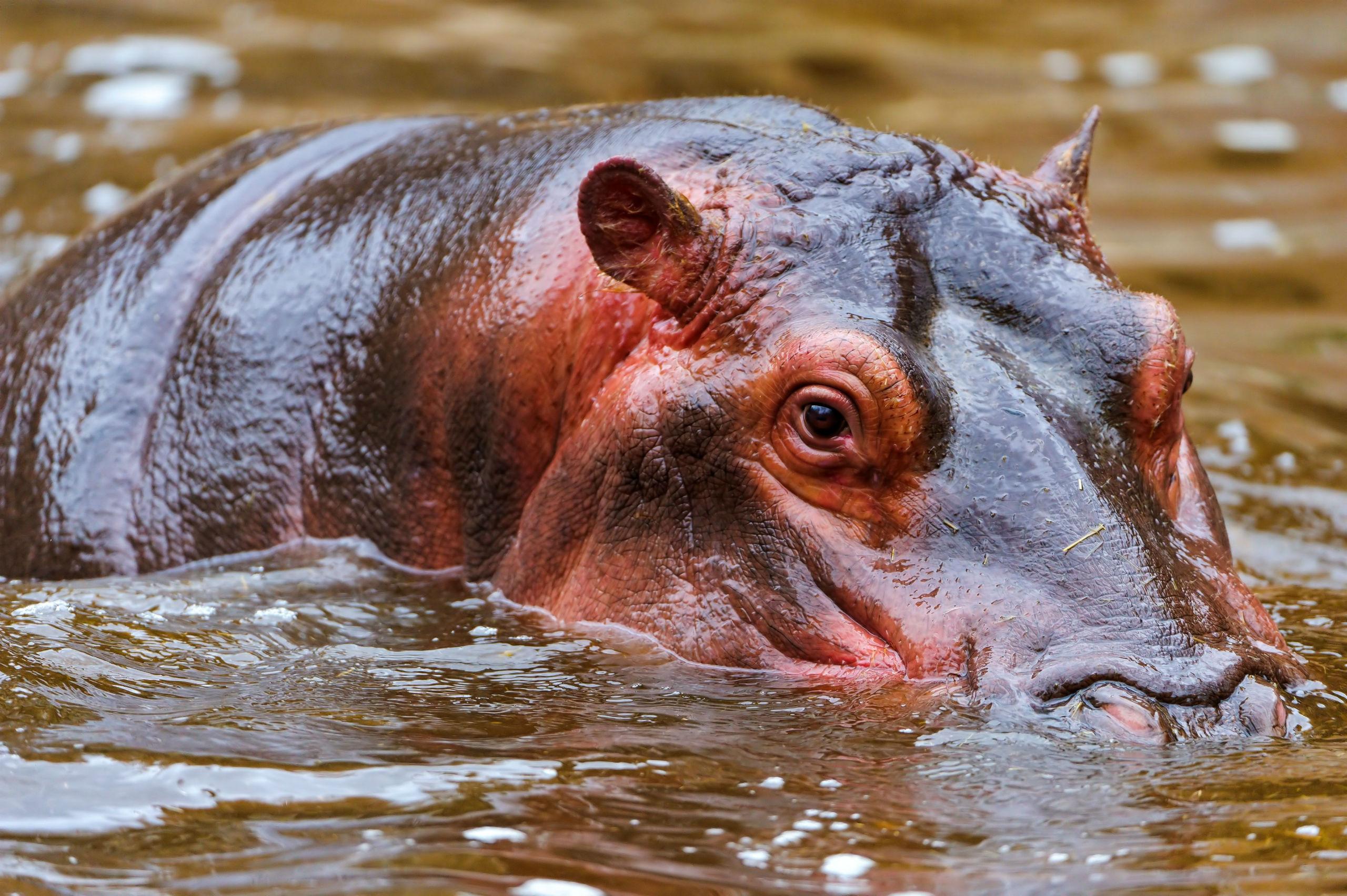 71 Hippo HD Wallpapers