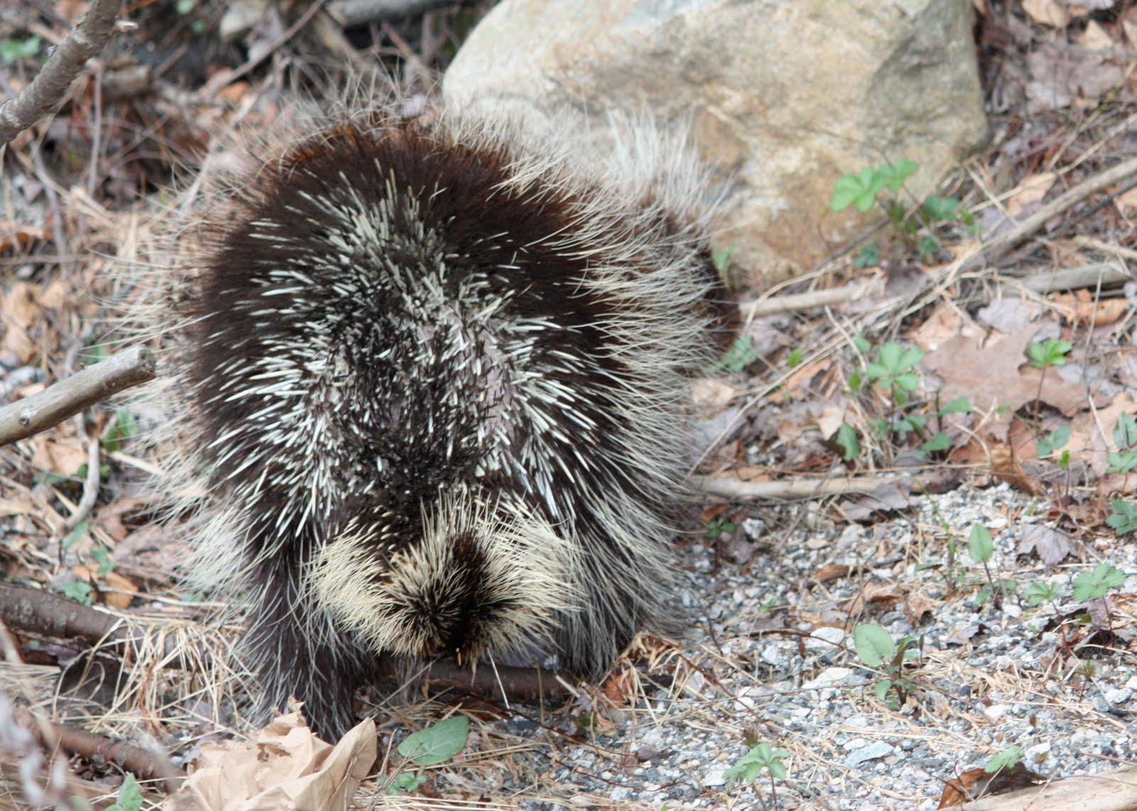 Wallpapers Collections: porcupine