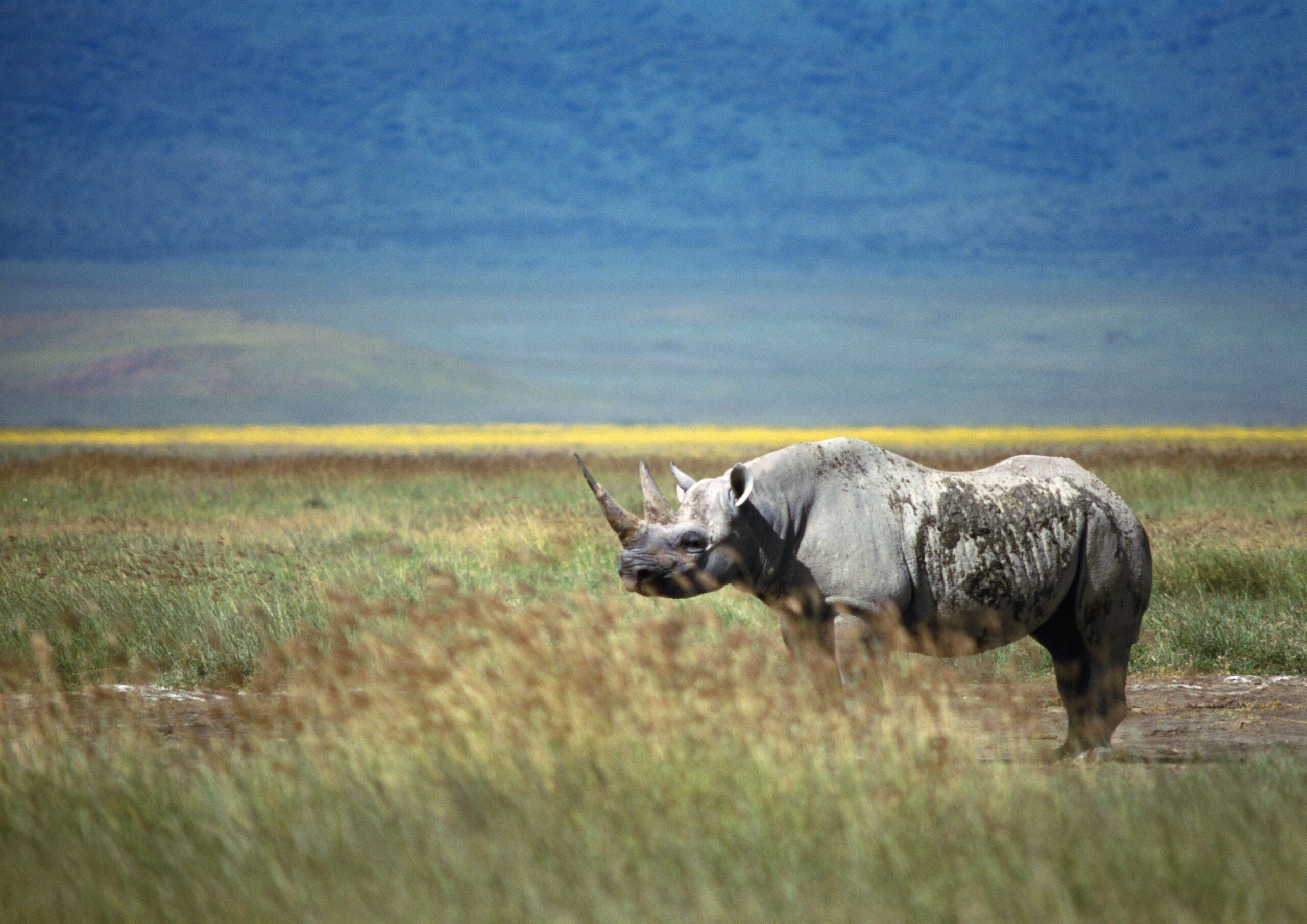 Rhino Wallpapers, Pictures, Image