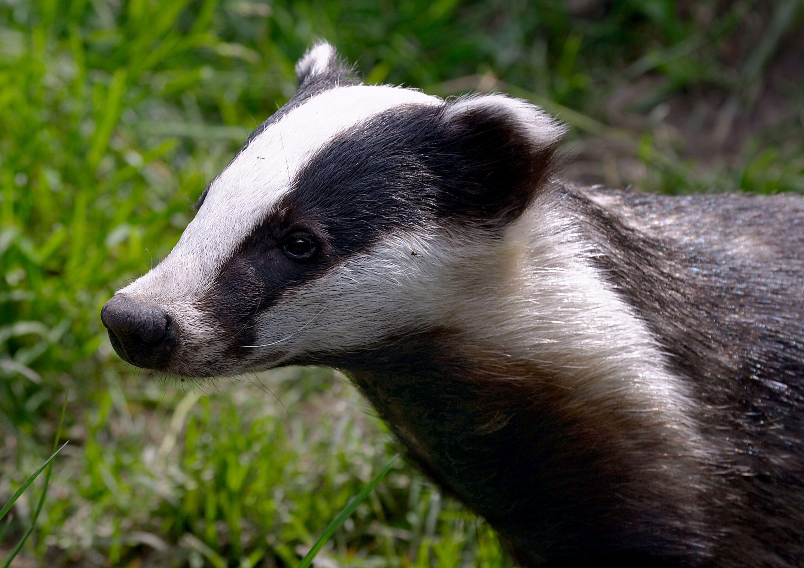 badgers, we don’t need your stinking badgers