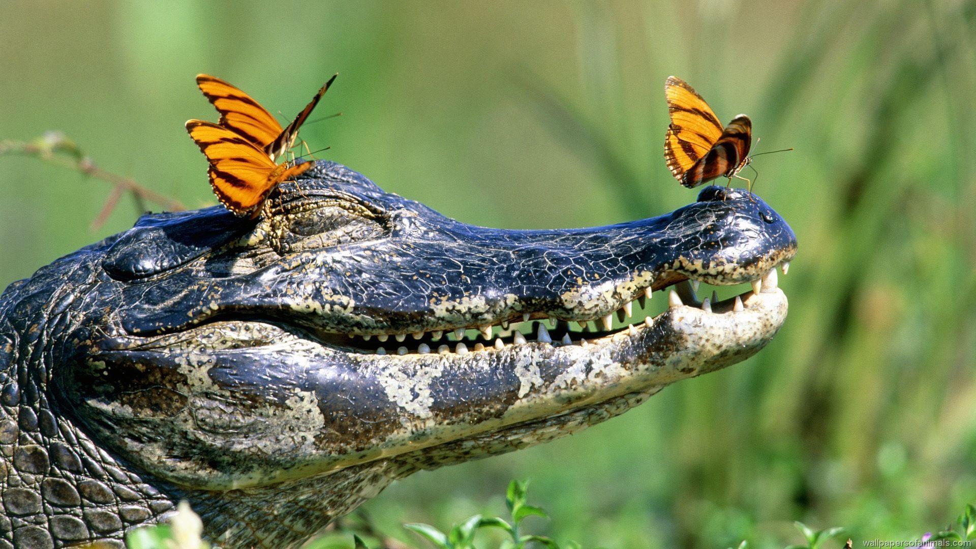 American Alligator Wallpapers