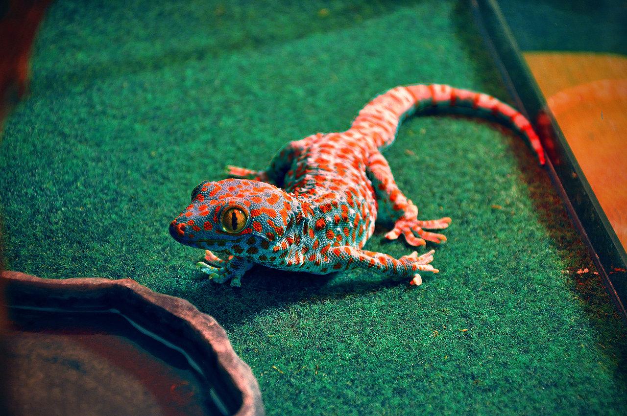 Gecko Wallpapers High Resolution