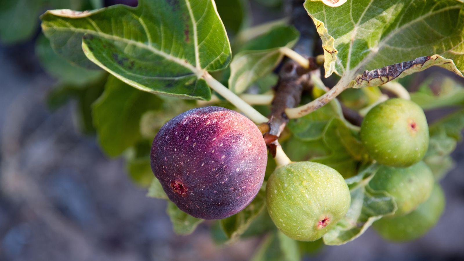 Eating Fruit on Tu Bishvat