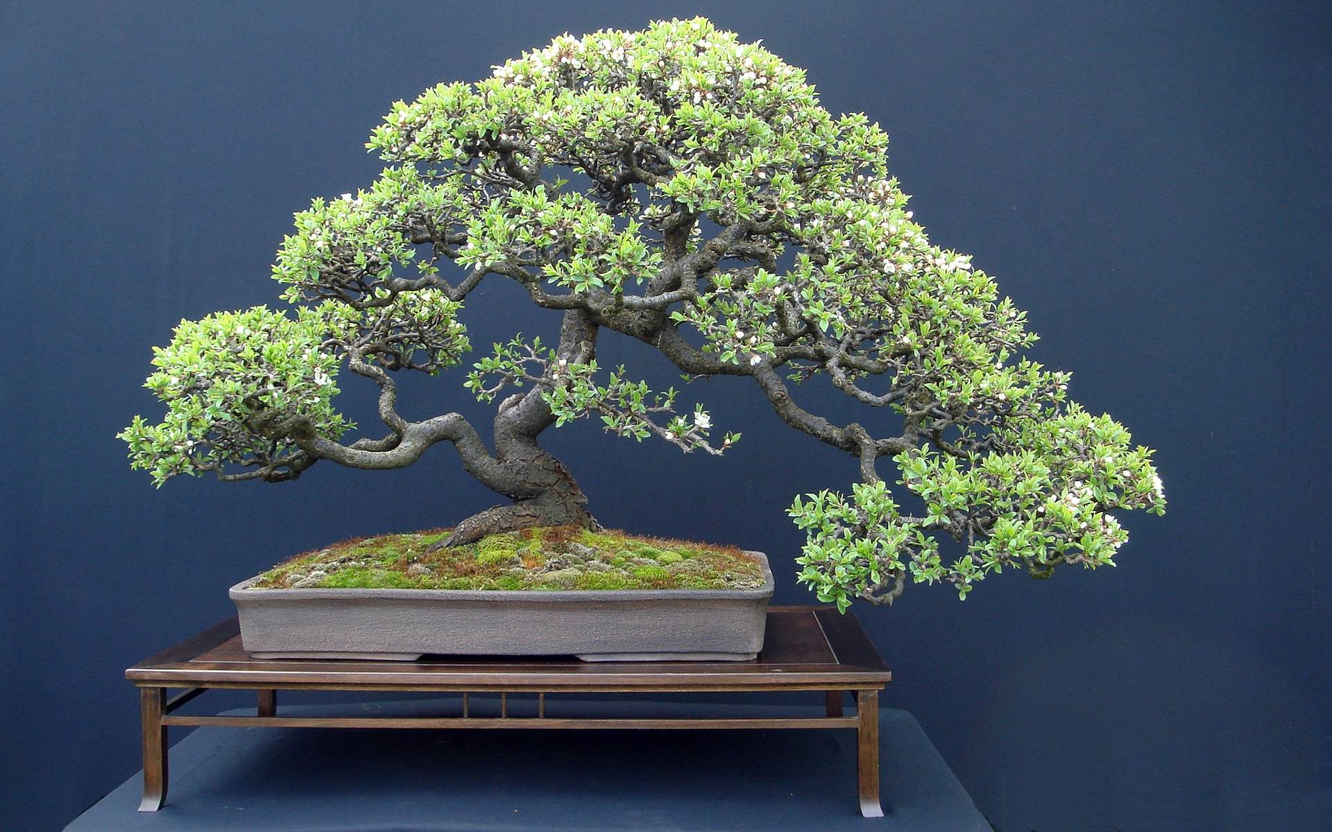 Bonsai Tree widescreen wallpapers