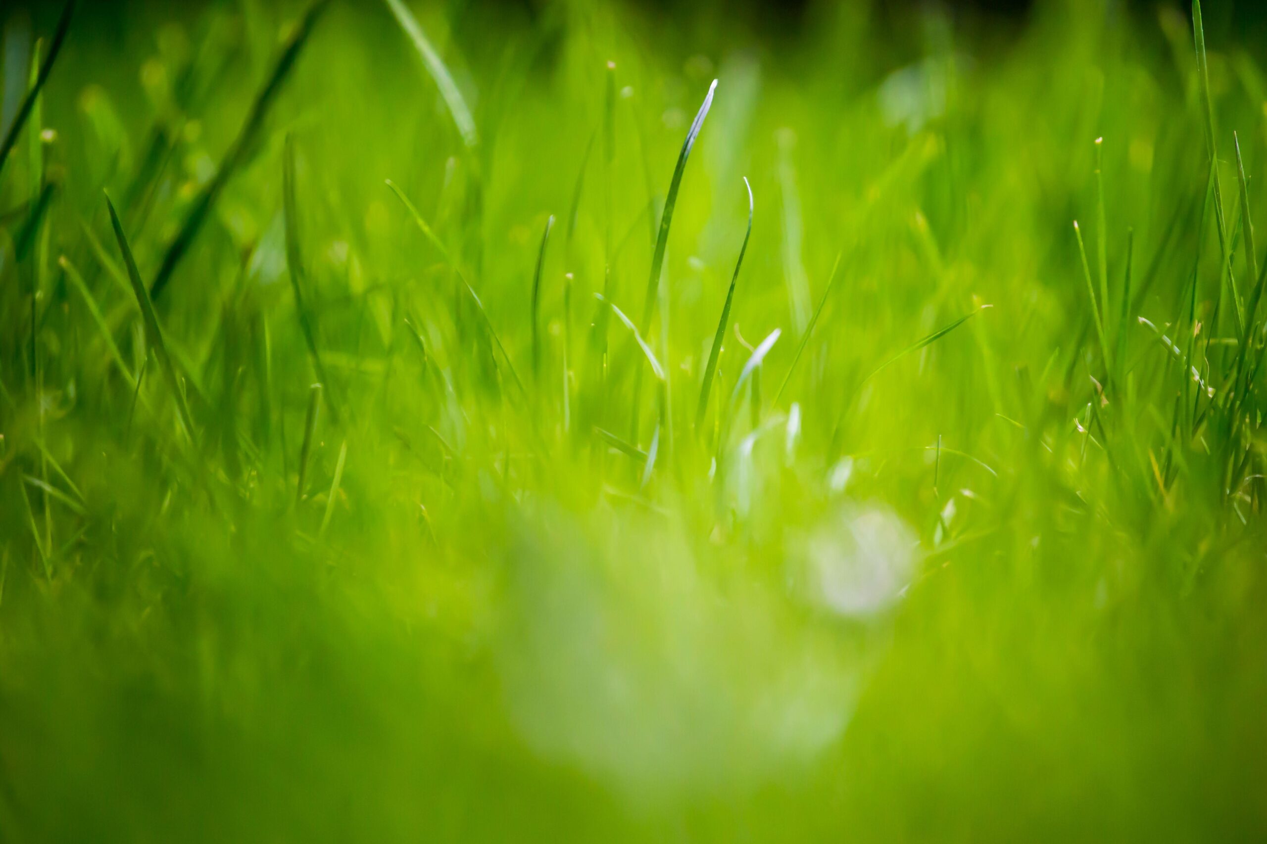 12 Beautiful Green Grass Field HD Wallpapers