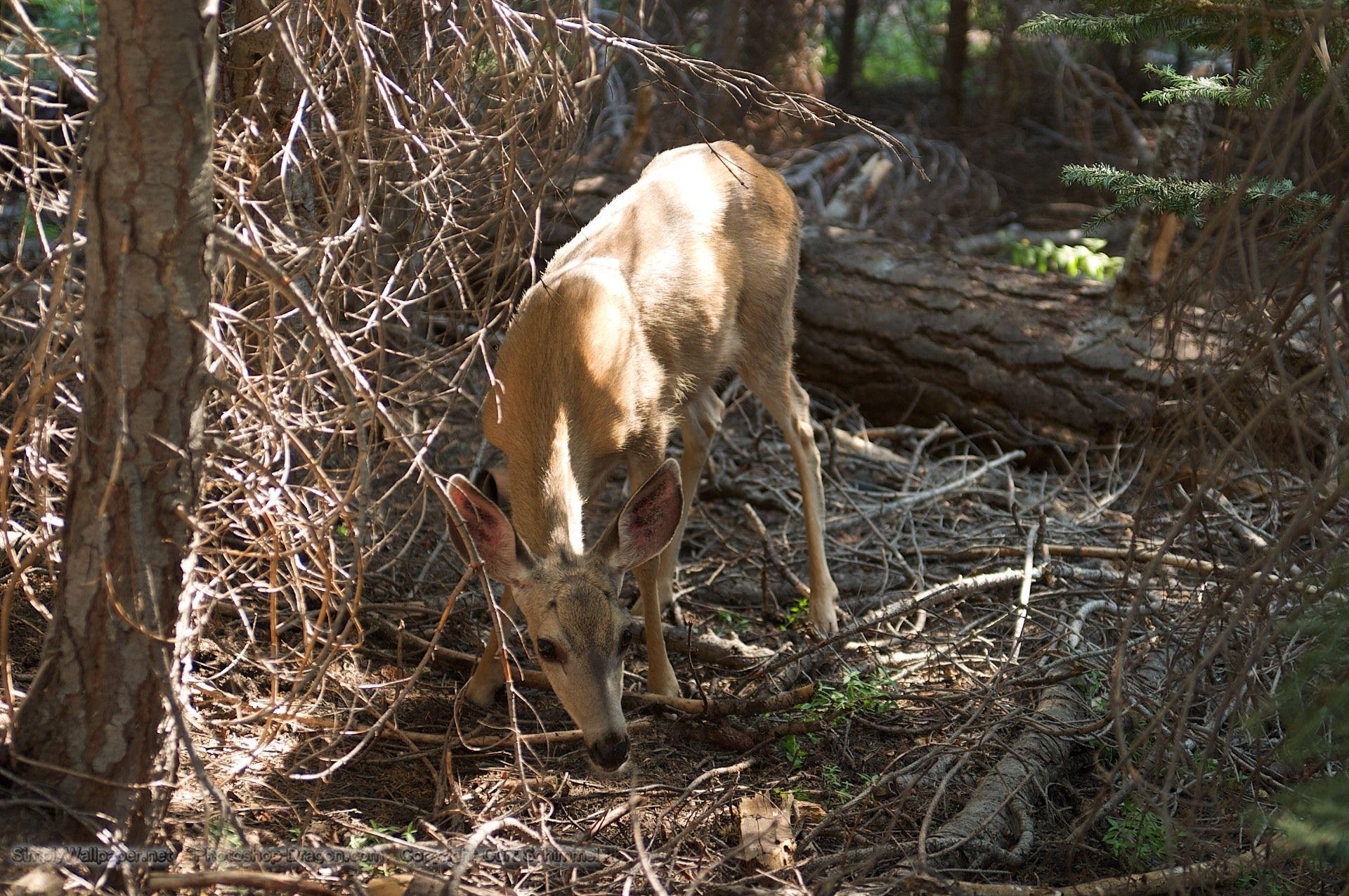 Deer in the Forest at Sequoia National Park Desktop Wallpapers