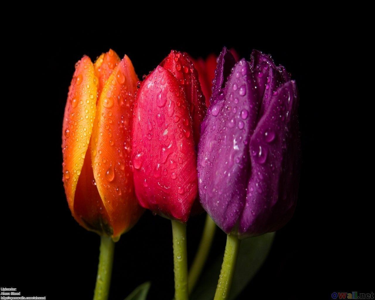 Wallpapers For > Tulip Desktop Backgrounds