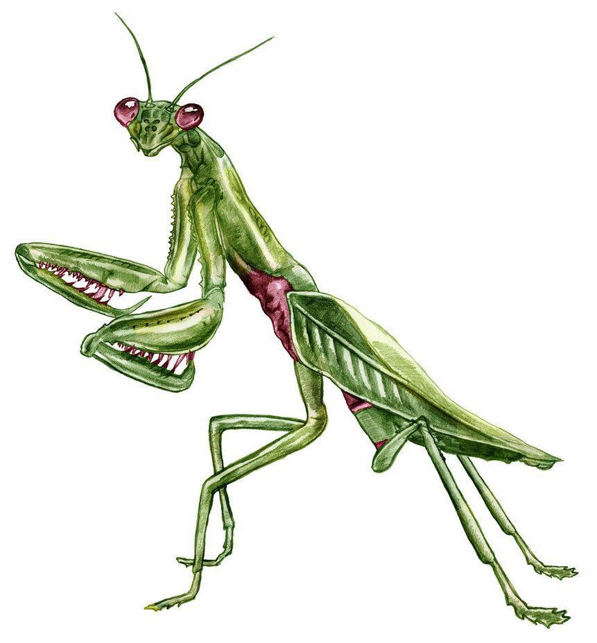 Praying Mantis Drawing