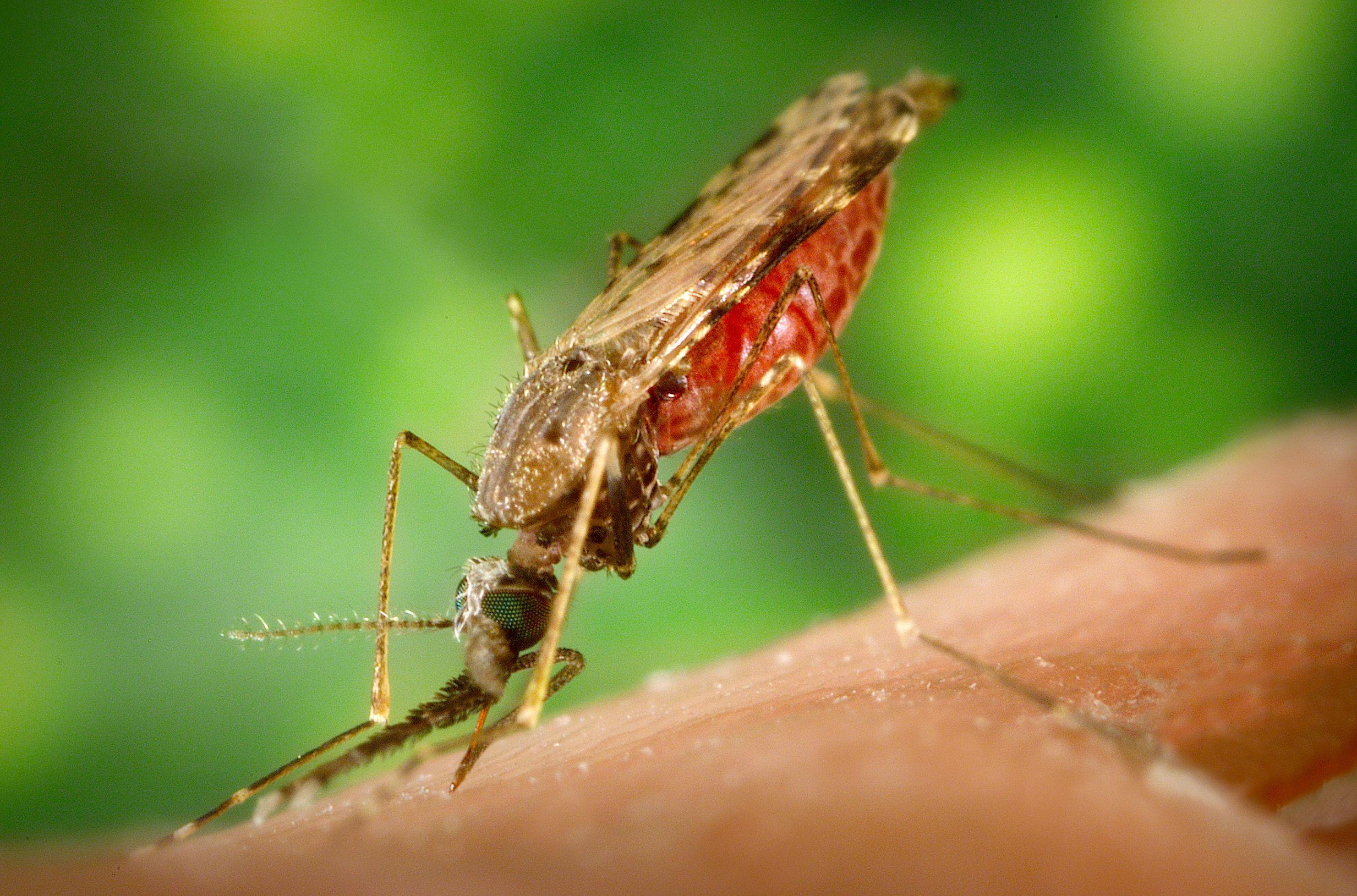 mosquito malaria wallpapers