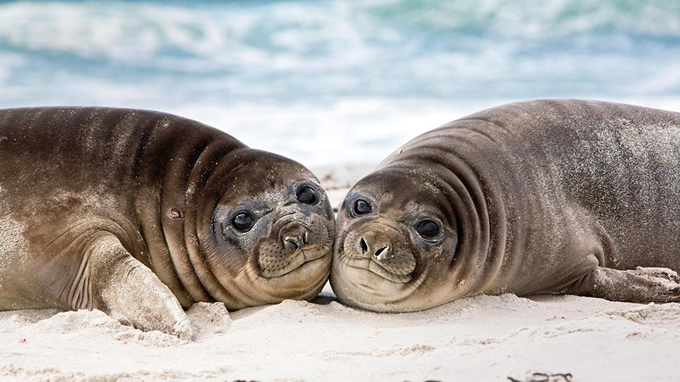 Wallpapers Seals Eared seal 2 Animals Staring