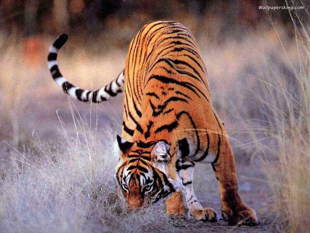 Tiger Wallpapers 55 Backgrounds HD