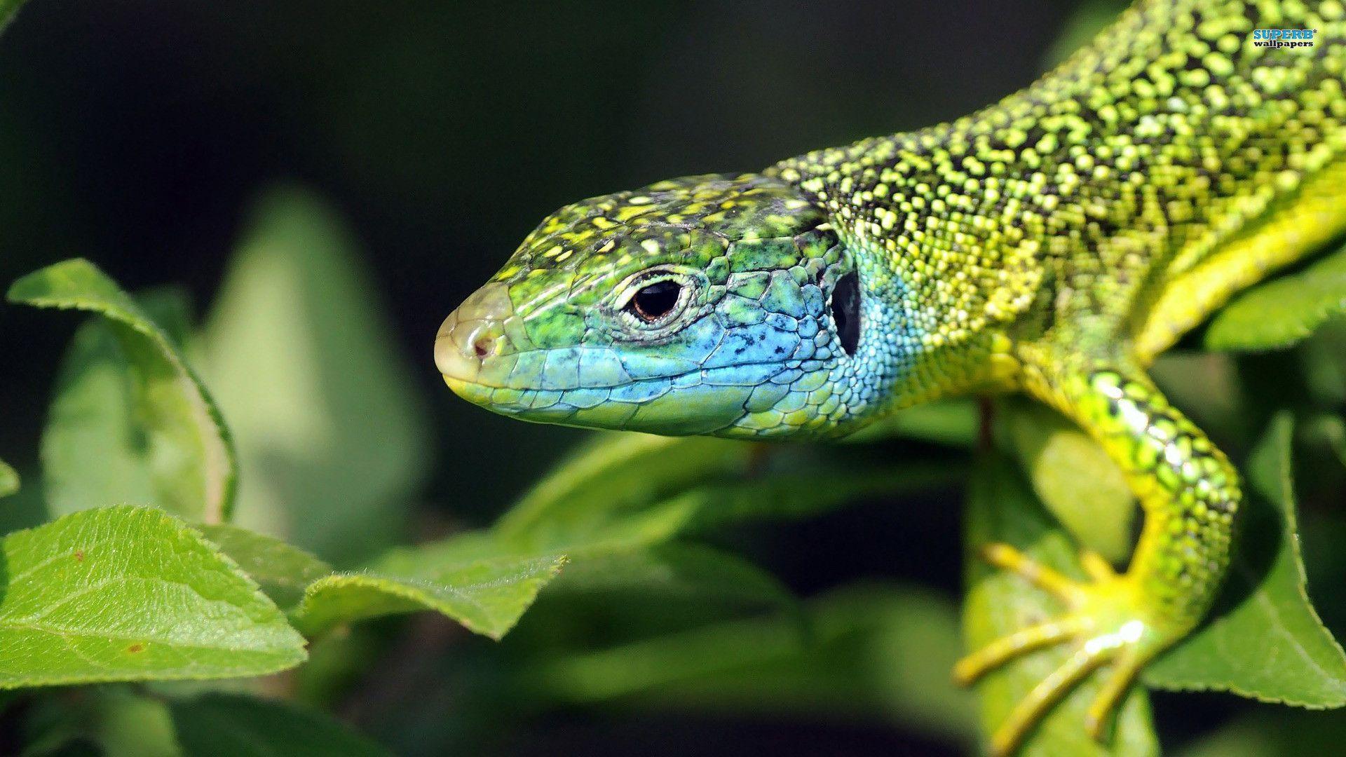 Lizard wallpapers