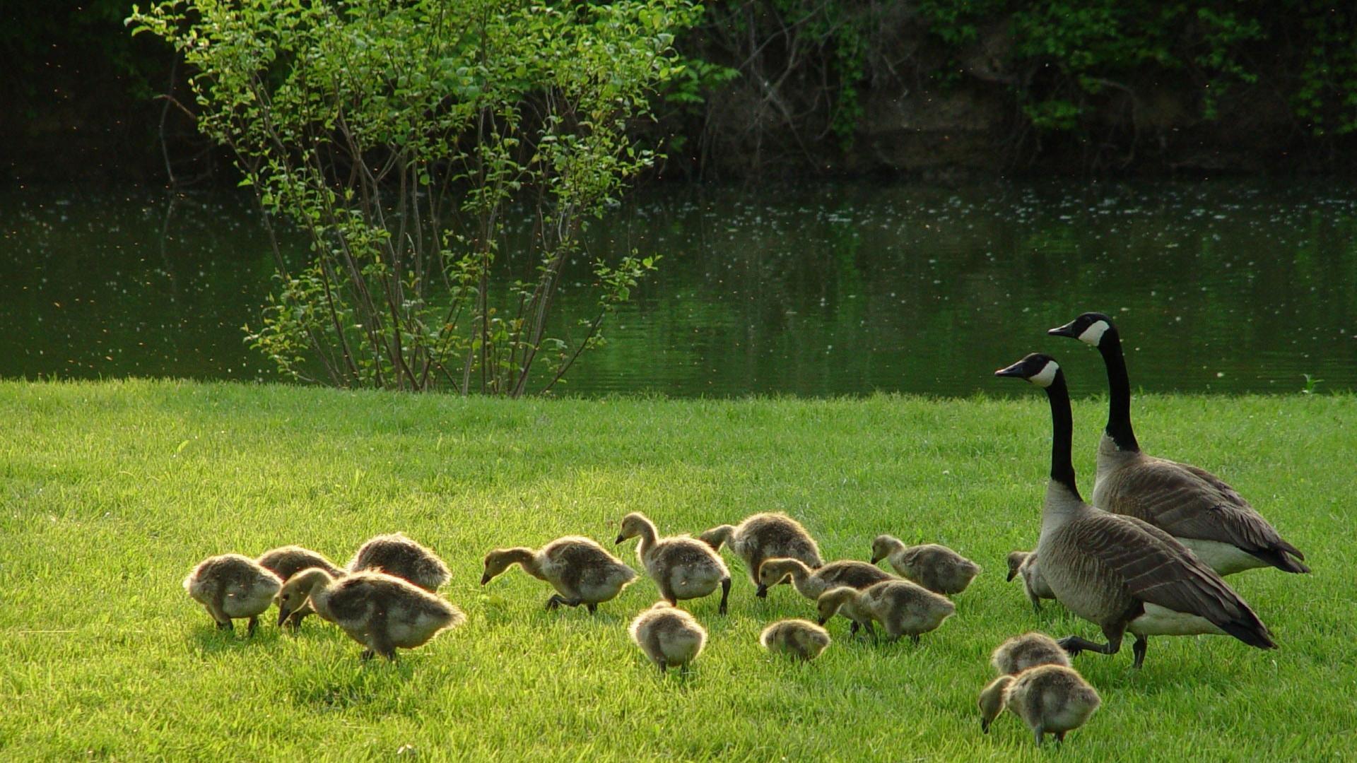 Angry Canadian Goose