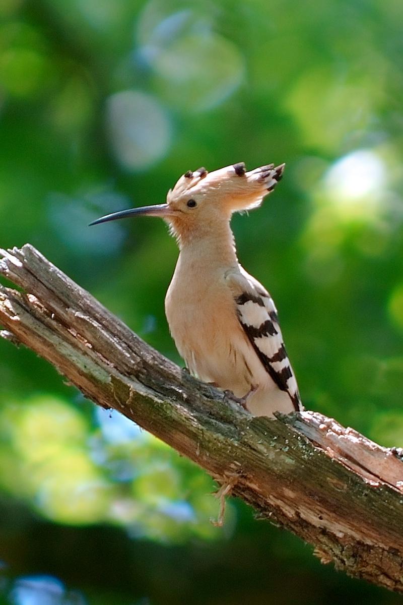 Download wallpapers hoopoe, bird, green, branch