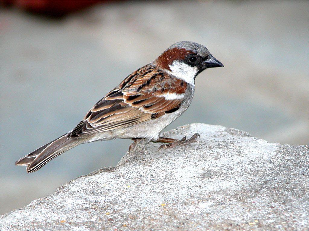 House Sparrow HD Wallpapers