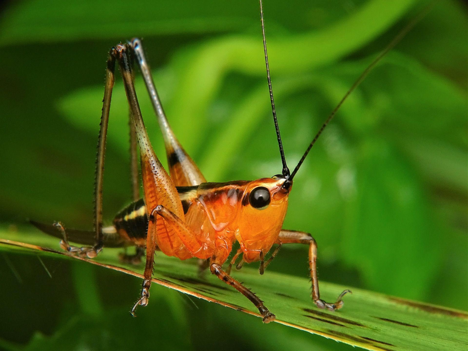 12 Arthropod Pictures Showcase Spiders, Crabs, and More