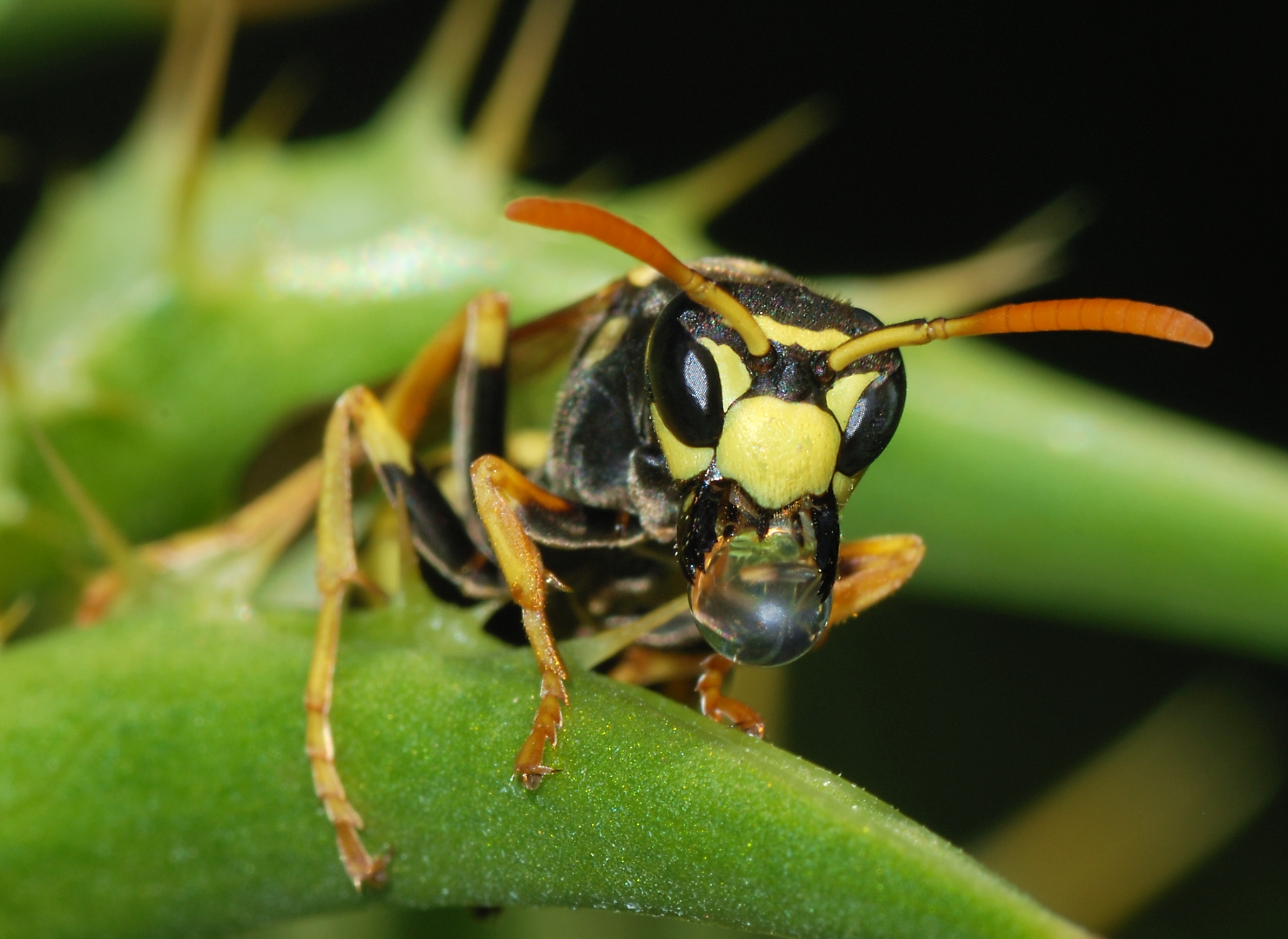 European Paper Wasp HD Wallpapers