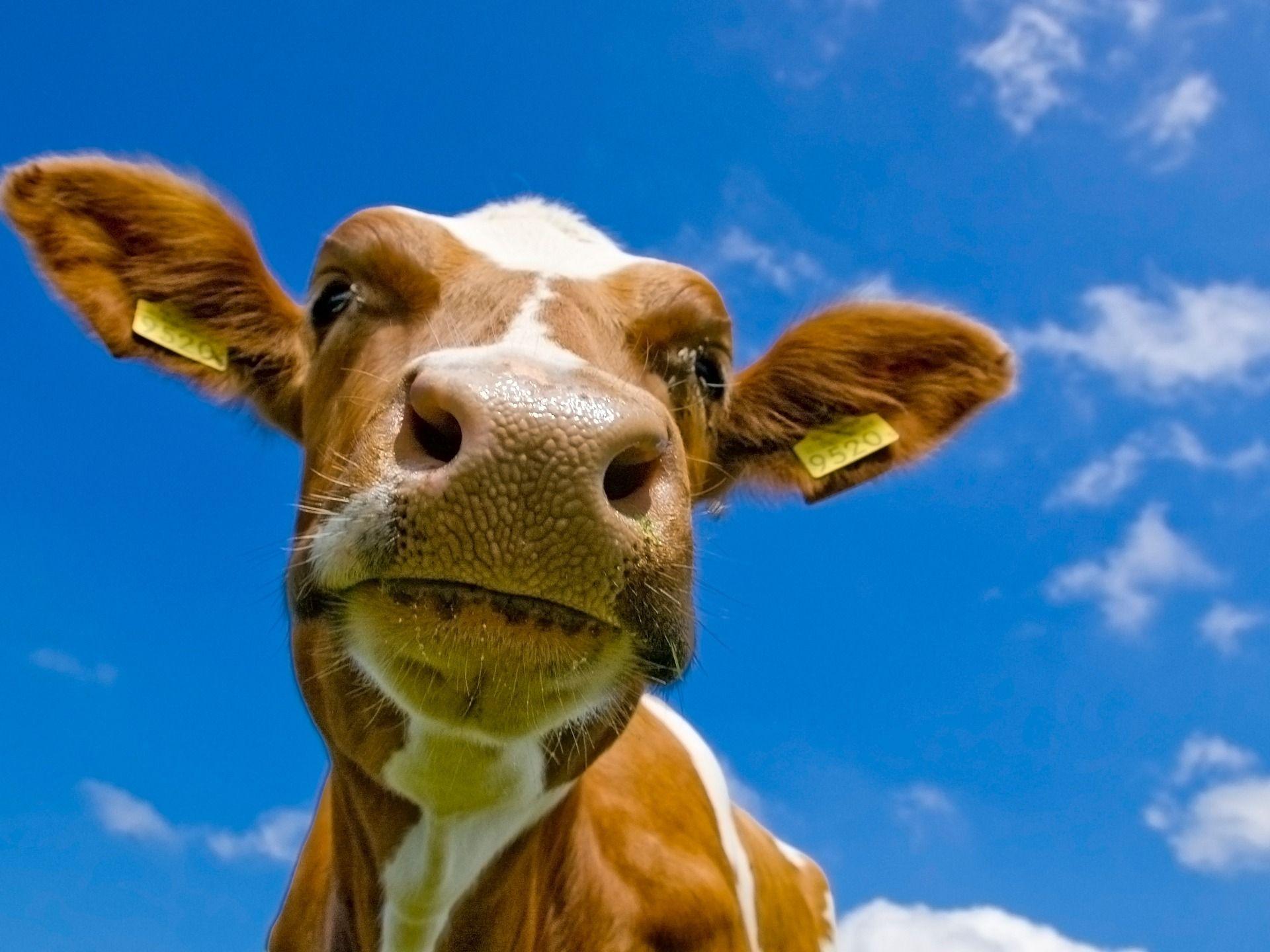 Cow Wallpapers 12