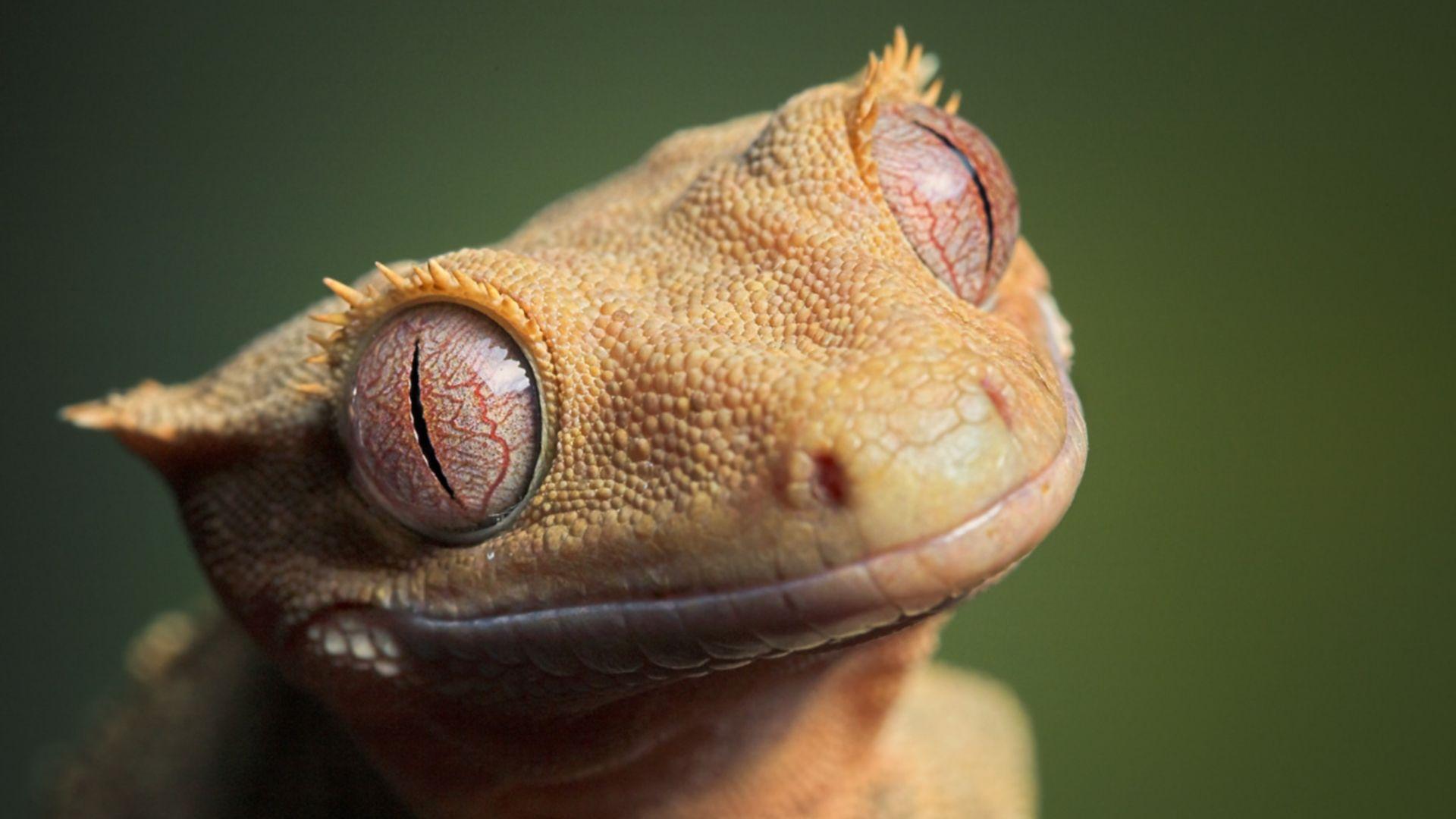 Lizard HD Wallpapers