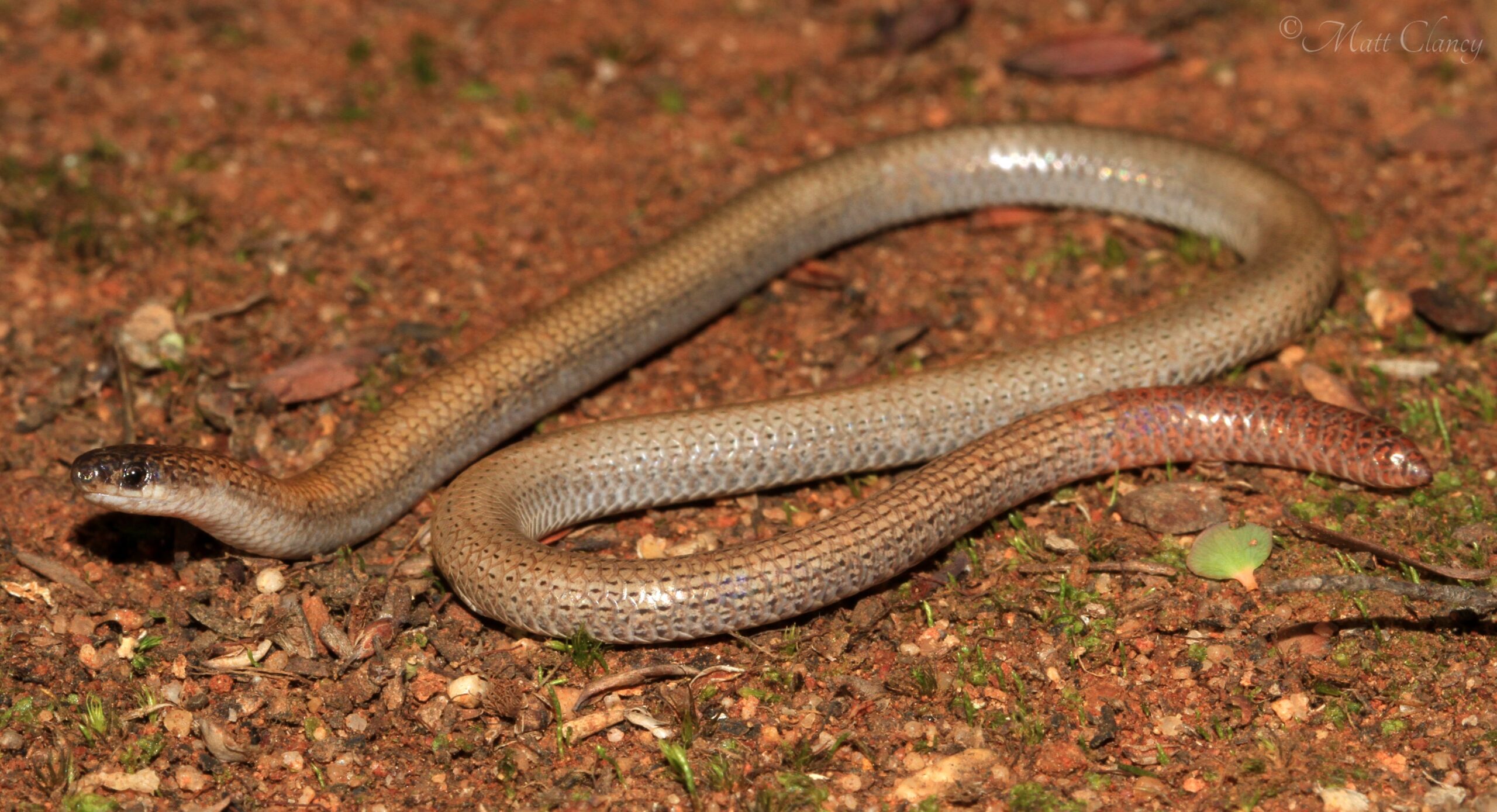 Image result for pink tailed worm lizard