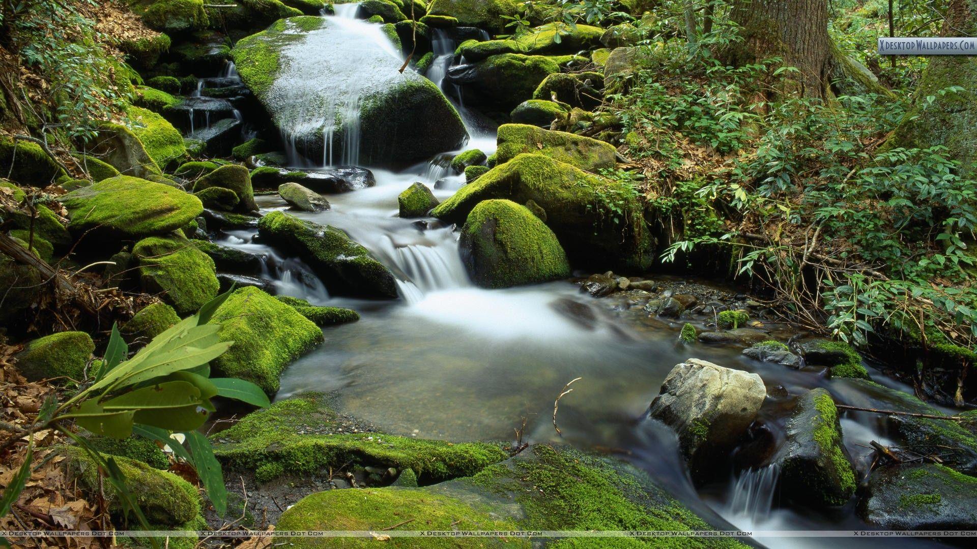 Cascade at Roaring Fork in April, Great Smoky Mountains National