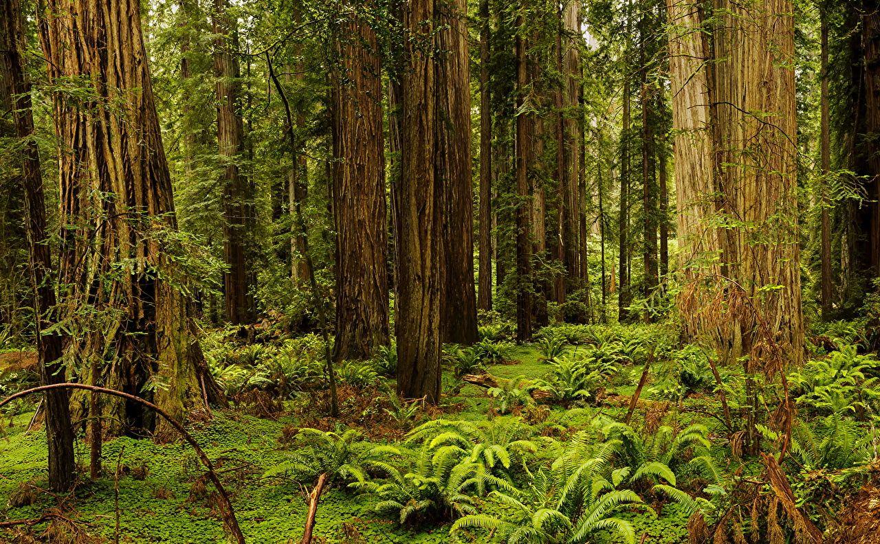 Image California USA Redwood National And State Parks Nature