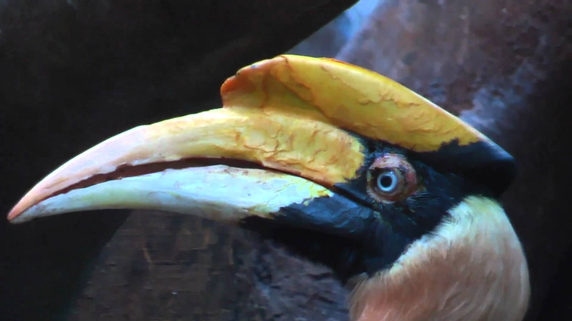 A Hornbill Bird