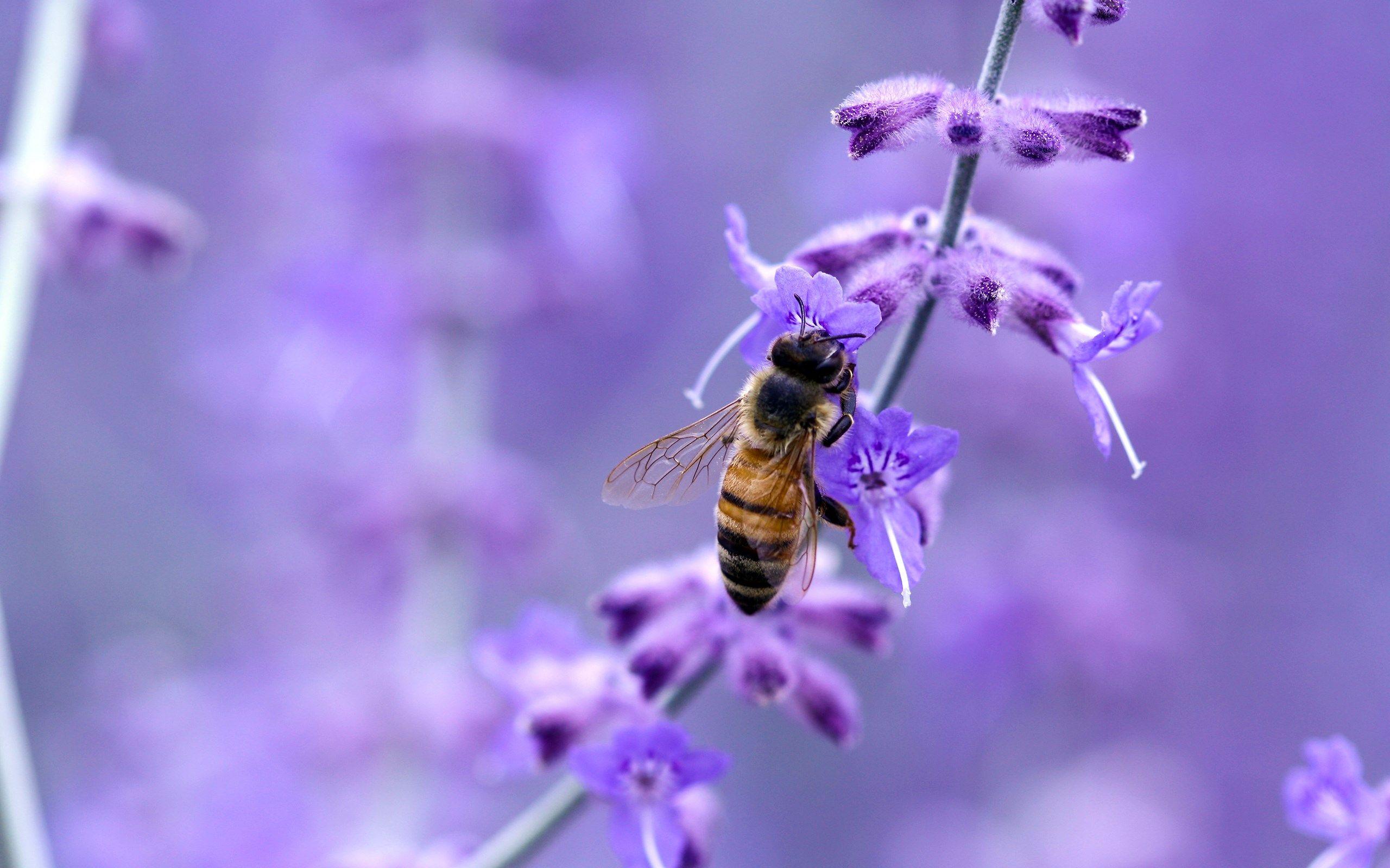 Excellent Honey Bee Wallpapers 3291 2560 x 1600