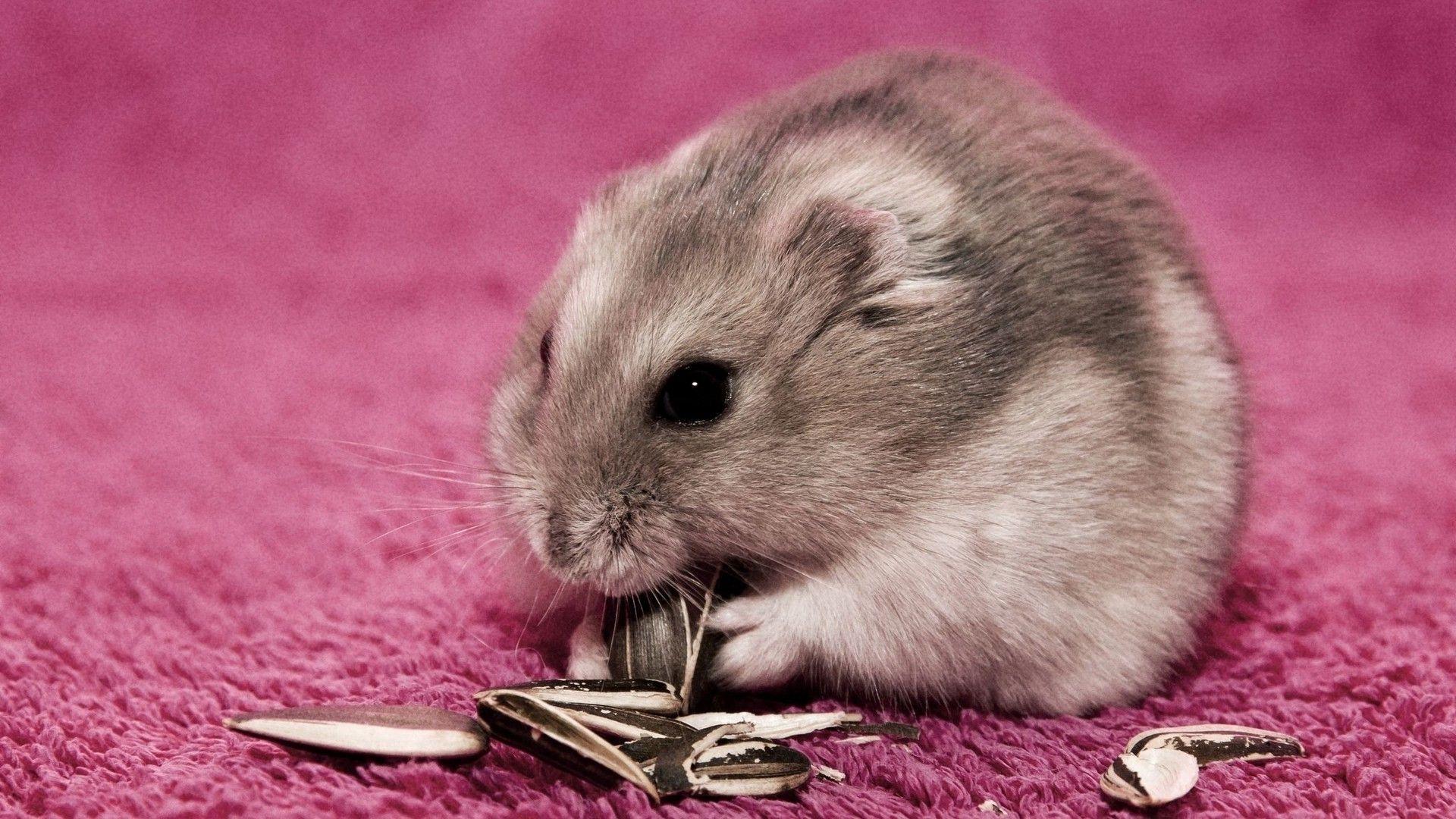 Hamster Wallpapers 7