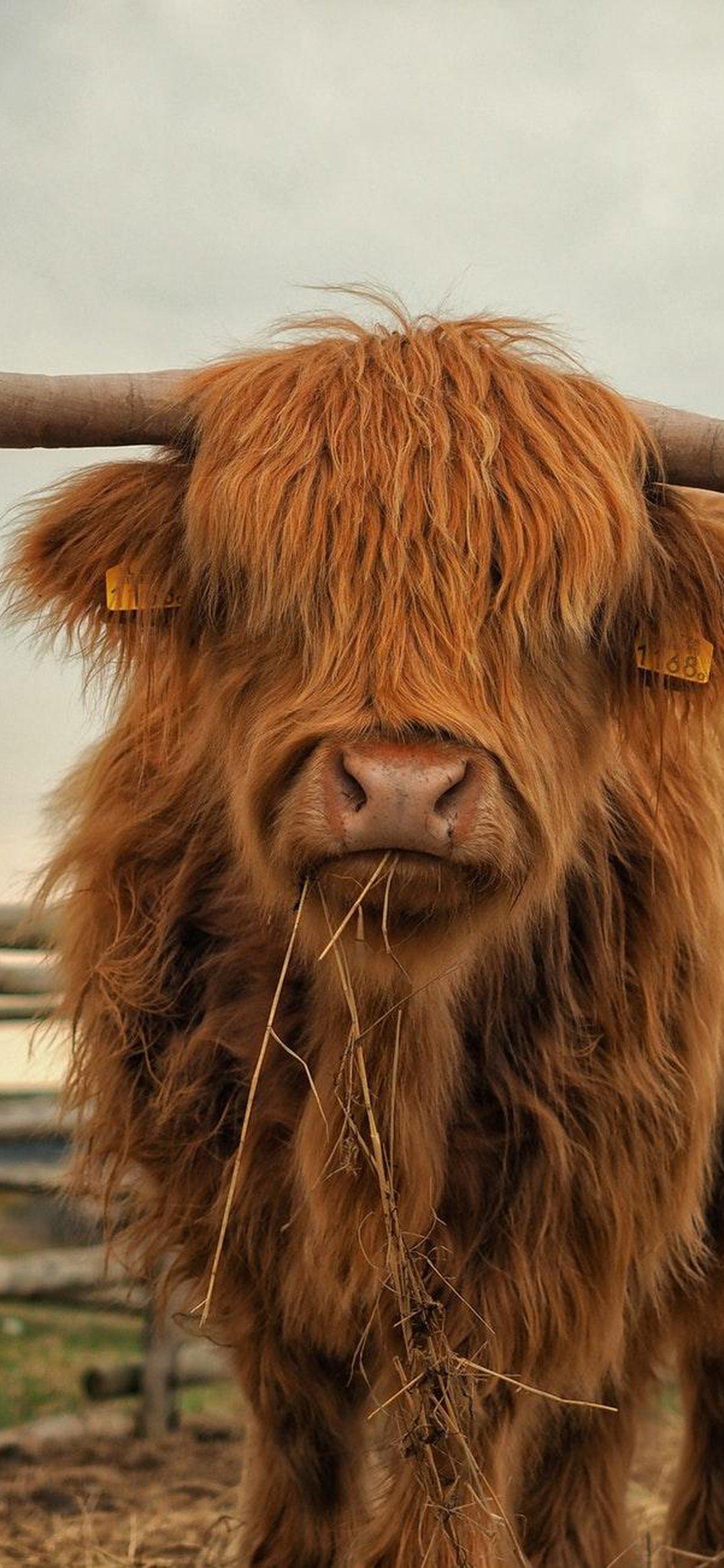 Download Cattle, Highland, Farm, Fauna, Grass For Iphone