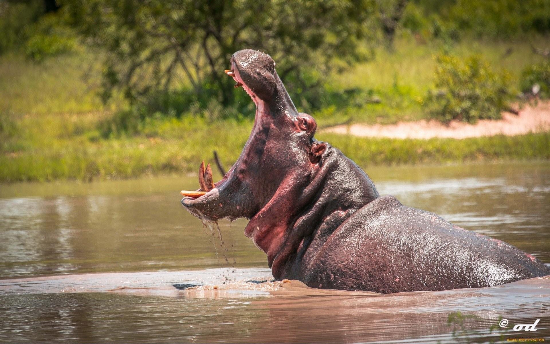 59+ Hippopotamus Wallpapers