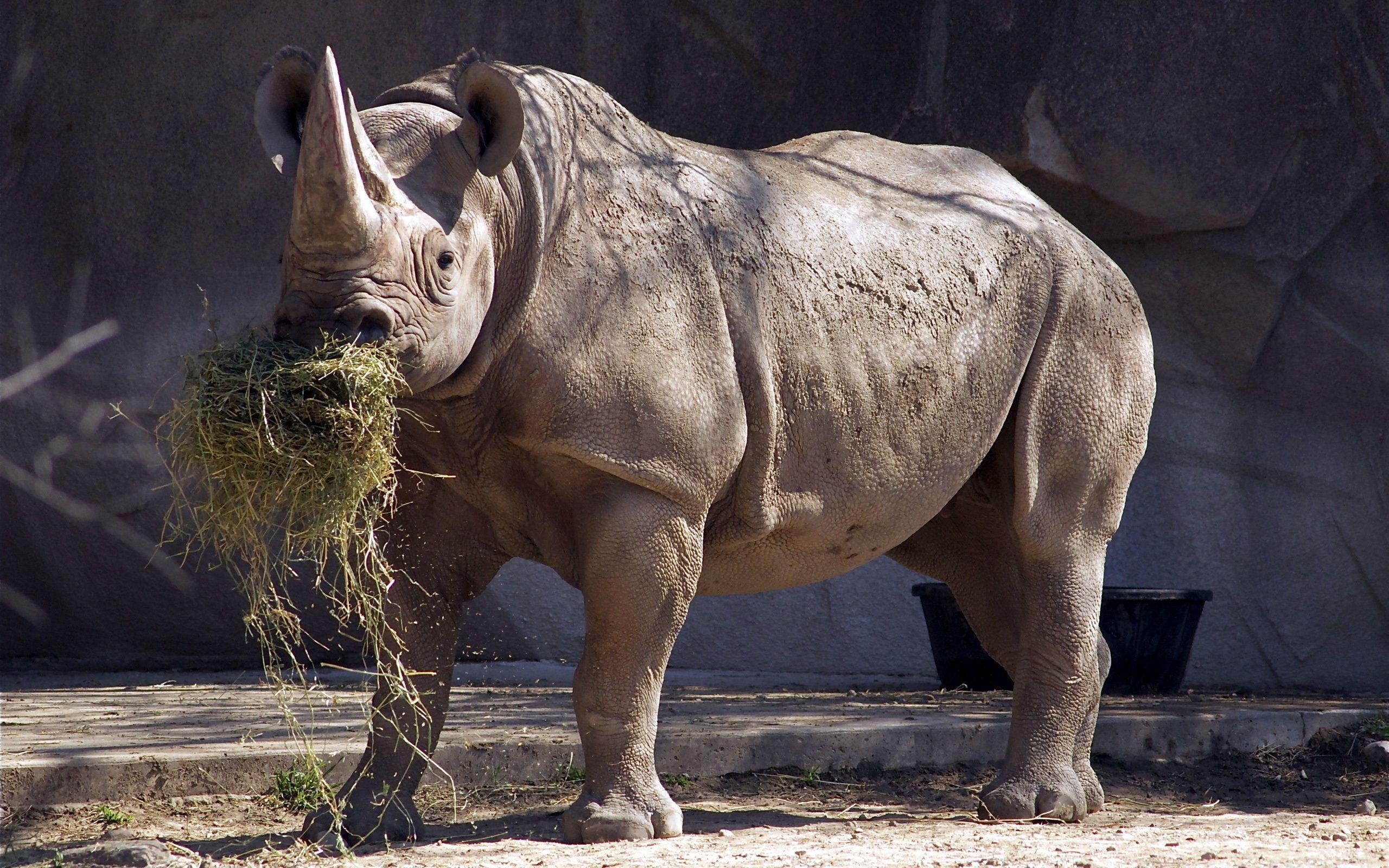 102 Rhino HD Wallpapers