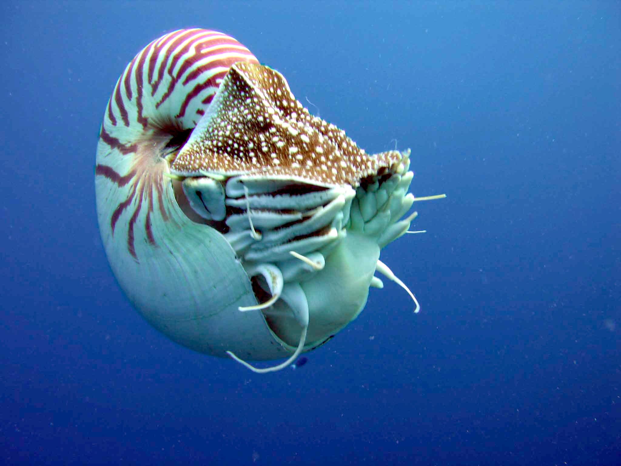 Nautilus belauensis