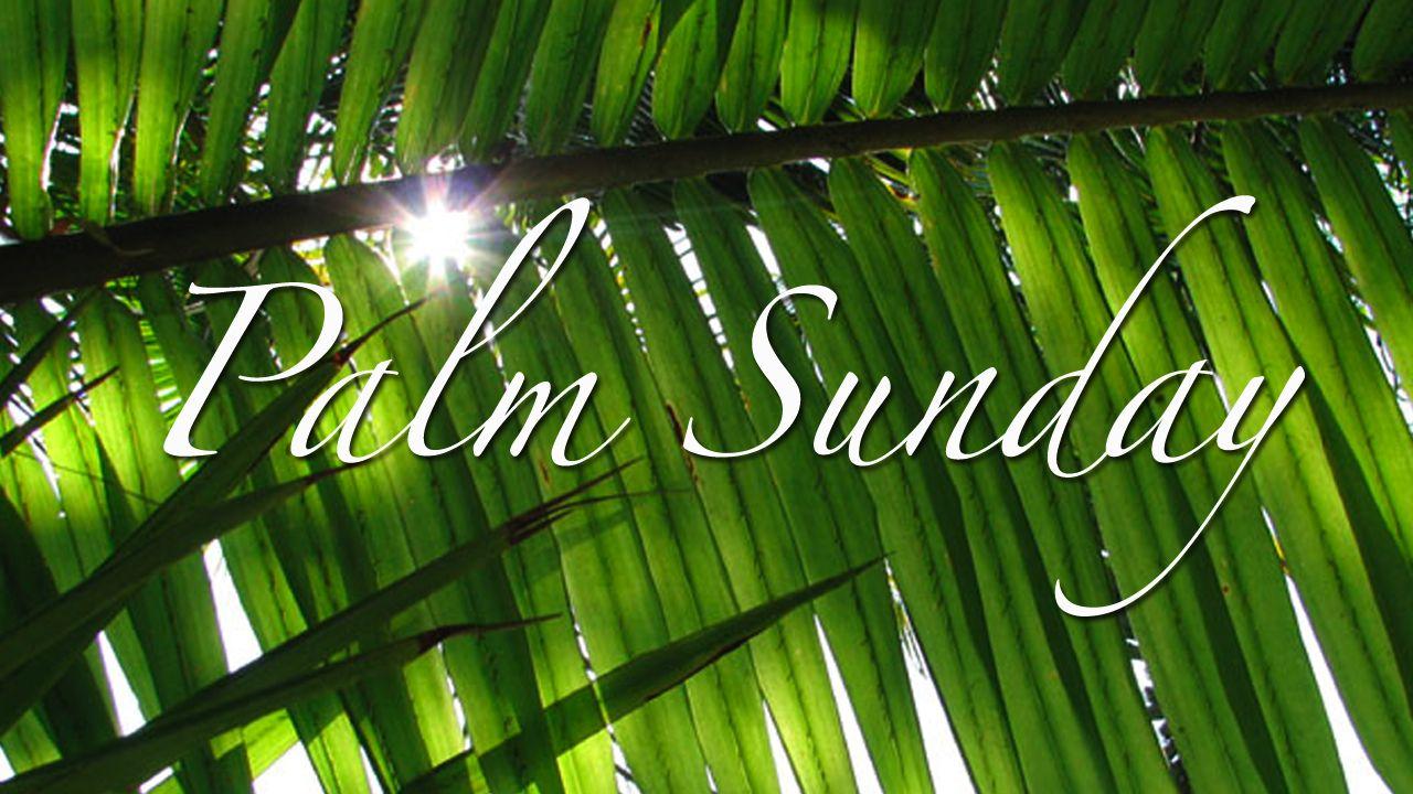 Palm Sunday HD Wallpapers and Image Download Free