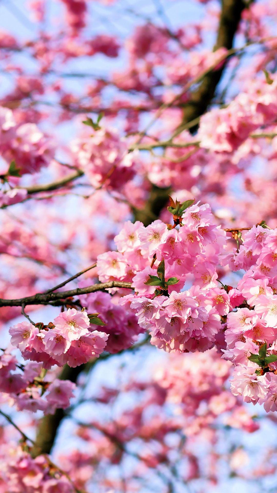 Free HD Cherry Blossom Tree Phone Wallpaper…1141